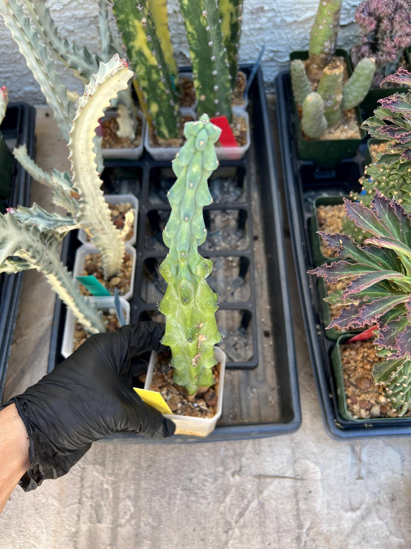 Boobie Cactus | Myrtillocactus geometrizans | fukurokuryuzinboku