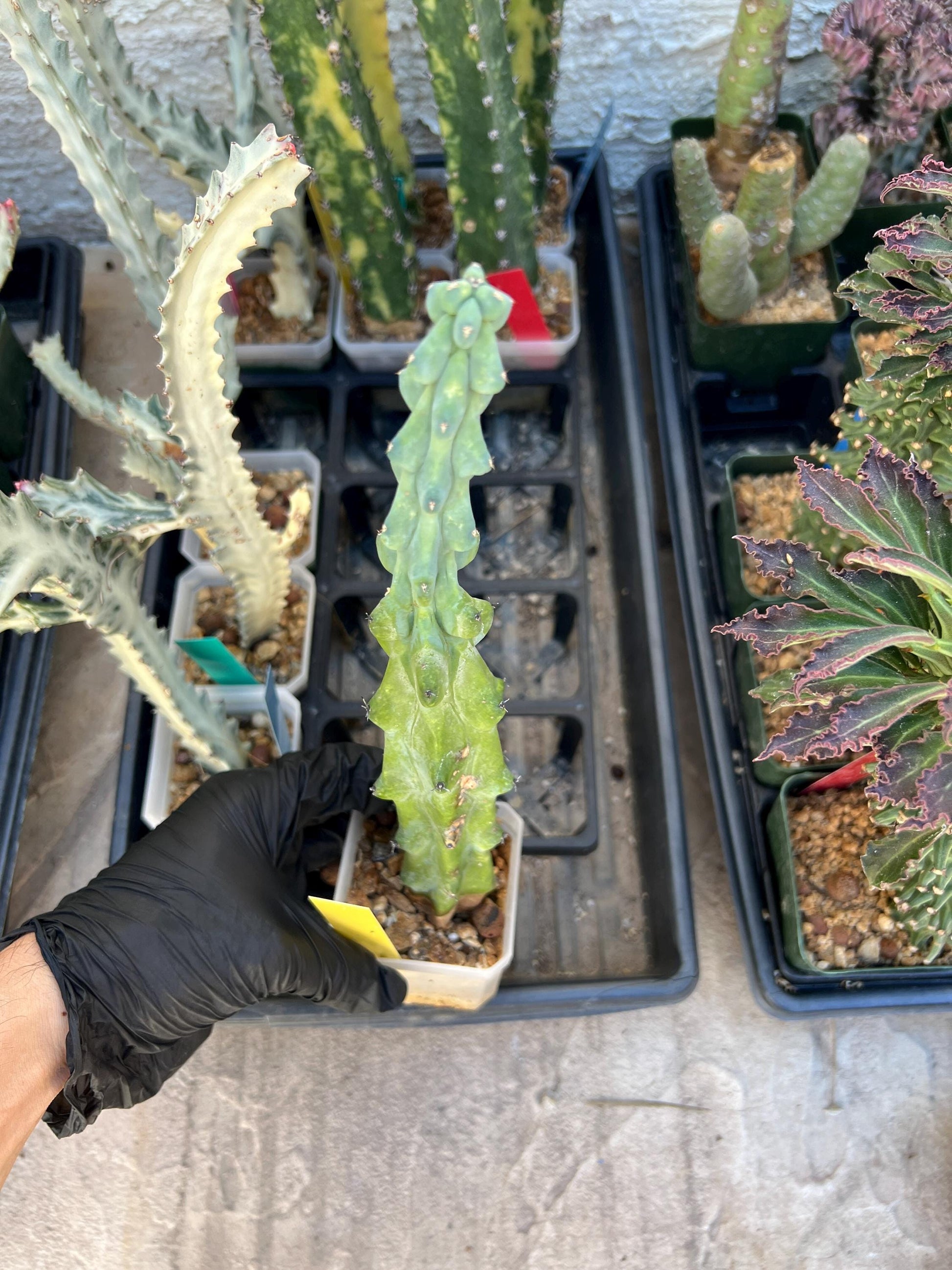 Boobie Cactus | Myrtillocactus geometrizans | fukurokuryuzinboku