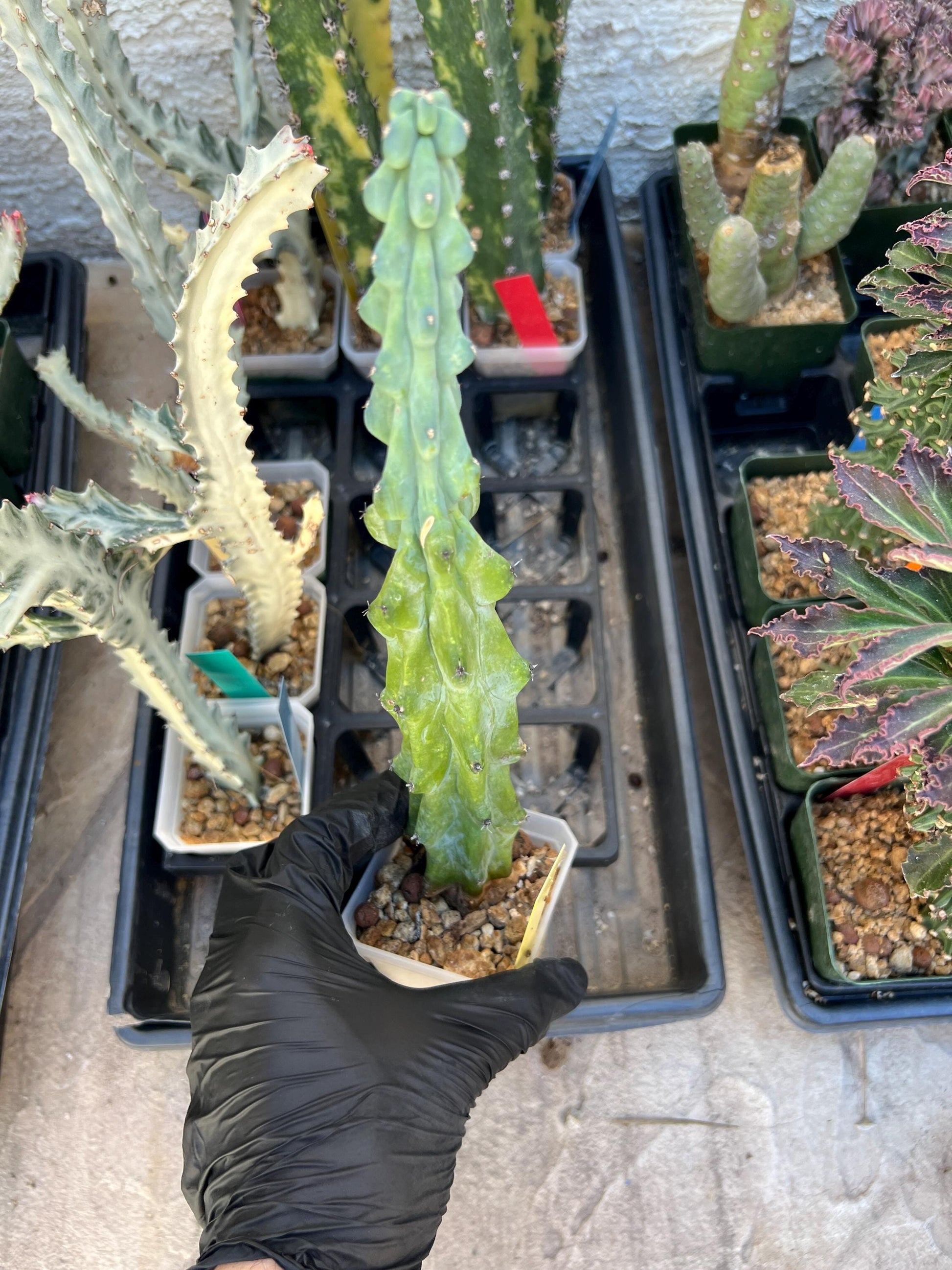 Boobie Cactus | Myrtillocactus geometrizans | fukurokuryuzinboku