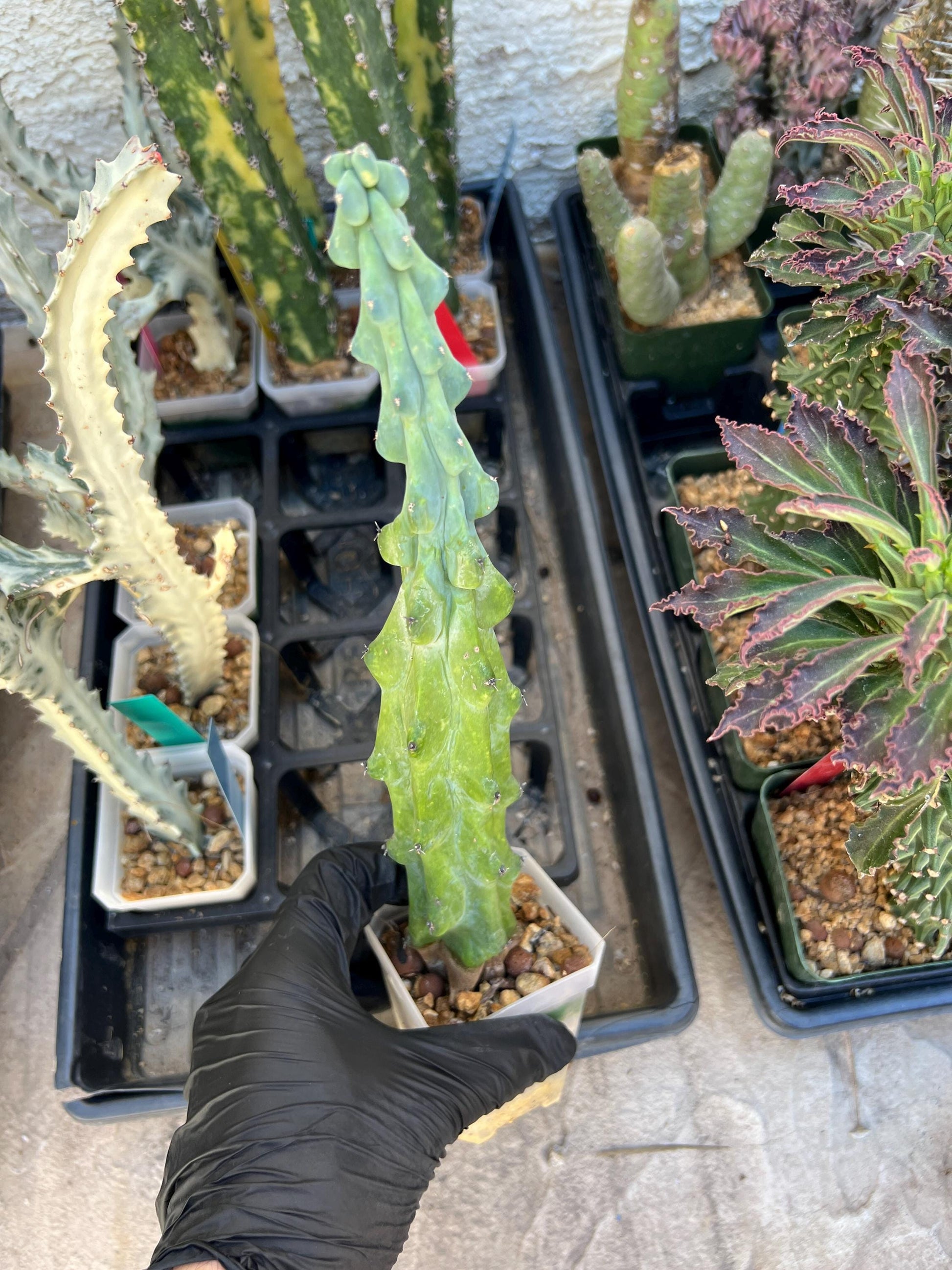 Boobie Cactus | Myrtillocactus geometrizans | fukurokuryuzinboku