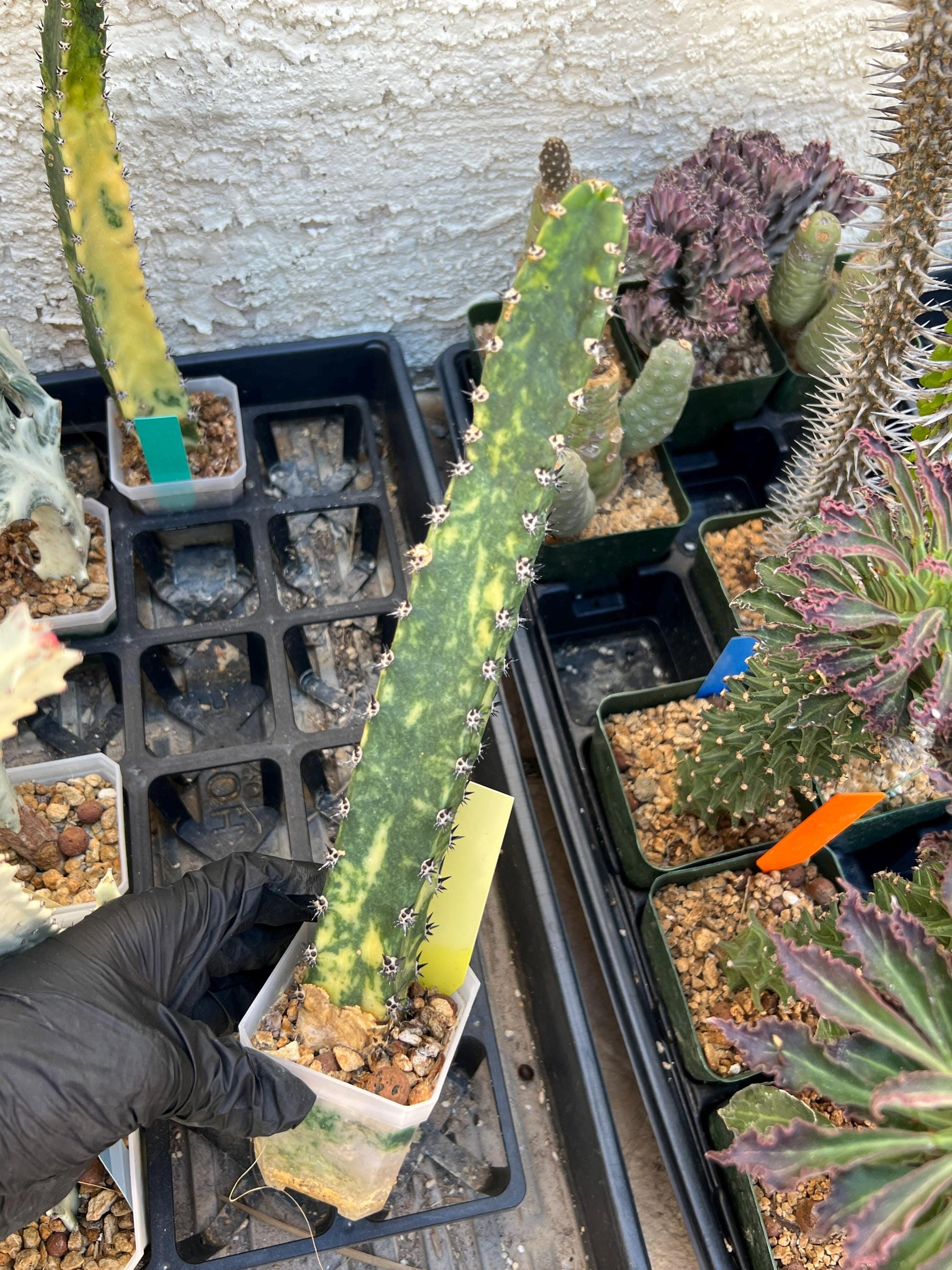 Harrisia Jusbertii Variegated (Yellow)| Imported Cactus