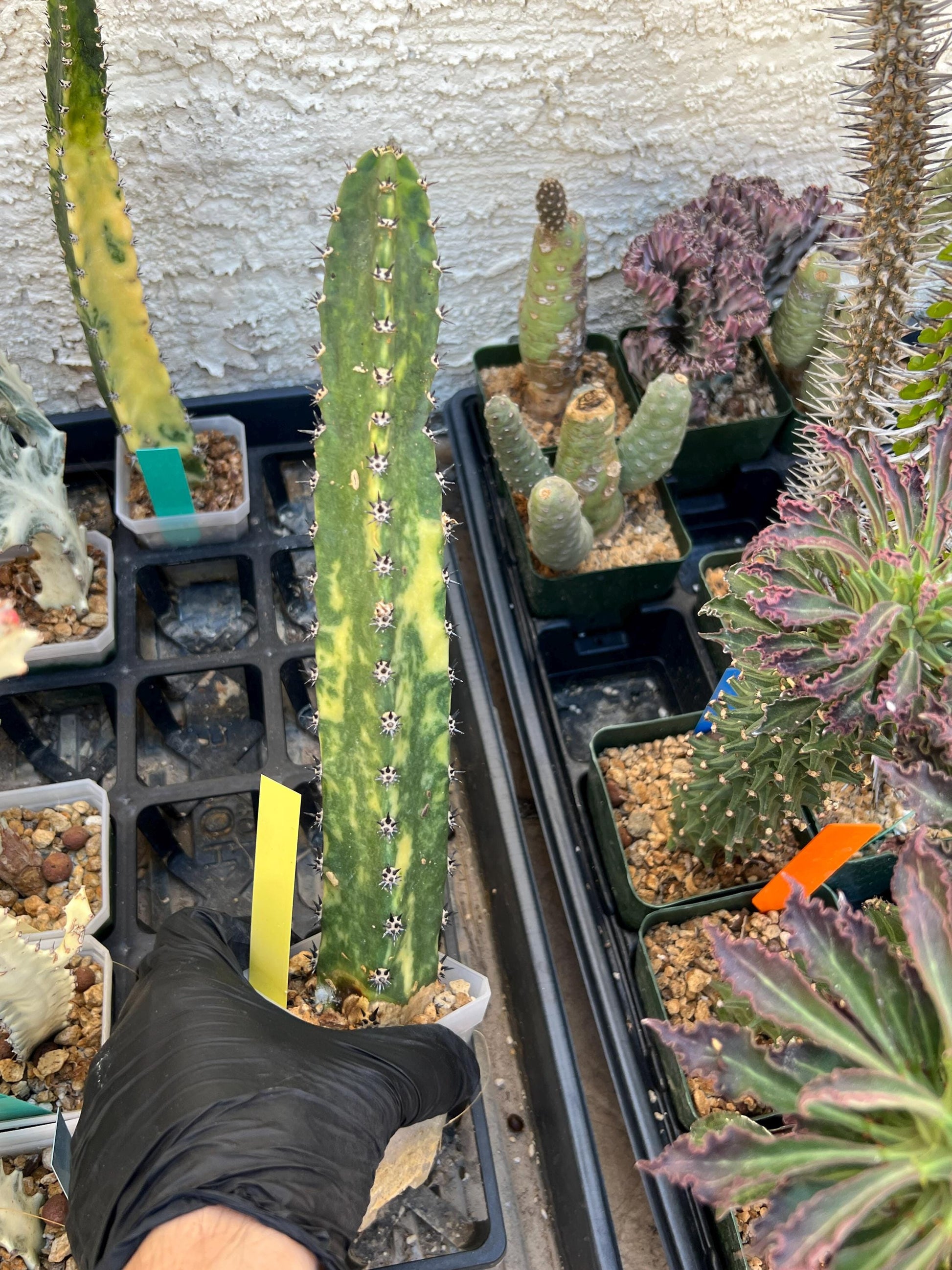 Harrisia Jusbertii Variegated (Yellow)| Imported Cactus