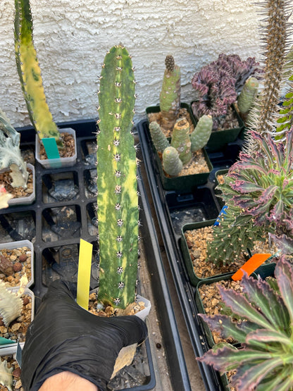 Harrisia Jusbertii Variegated (Yellow)| Imported Cactus