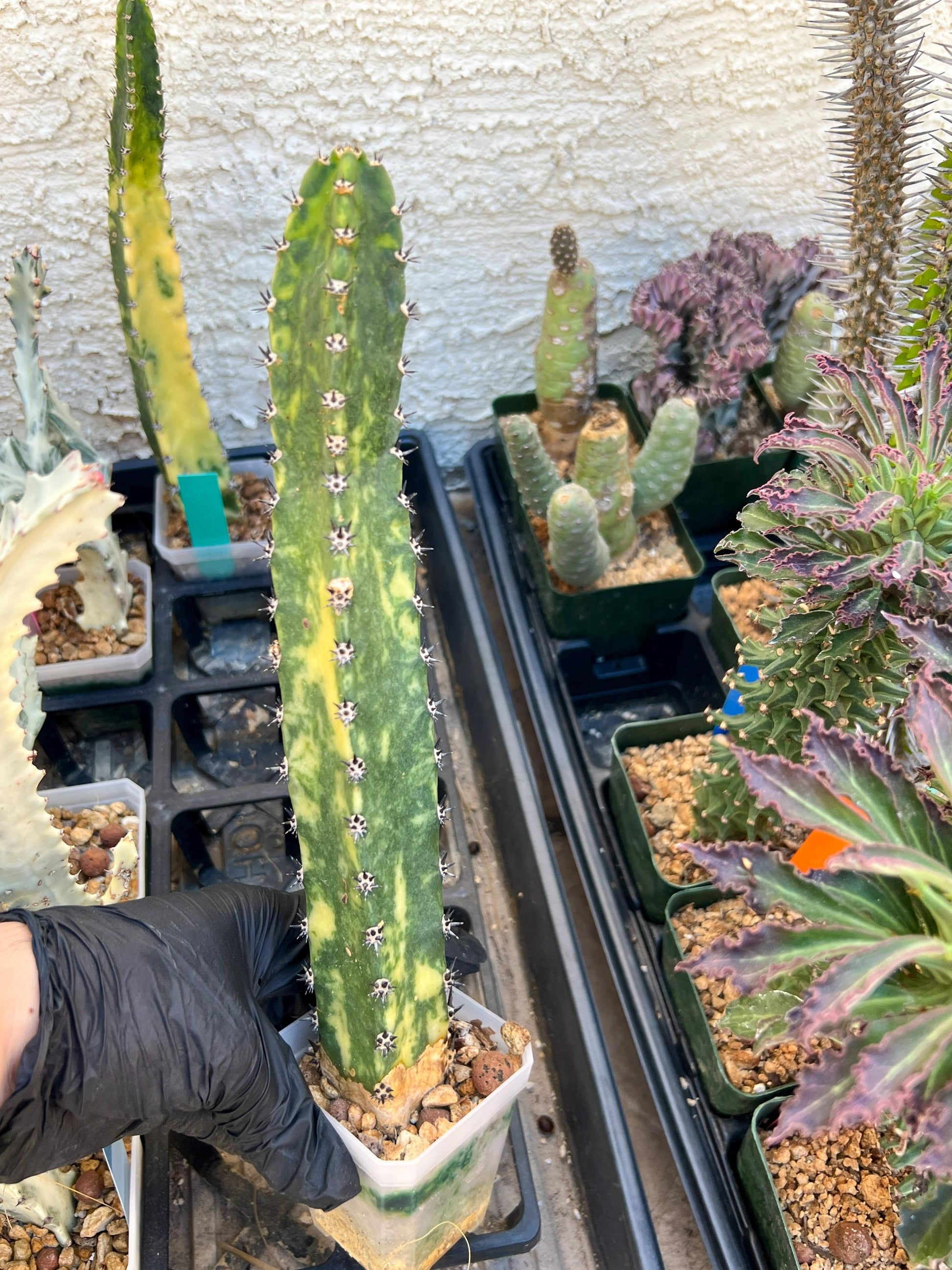 Harrisia Jusbertii Variegated (Yellow)| Imported Cactus