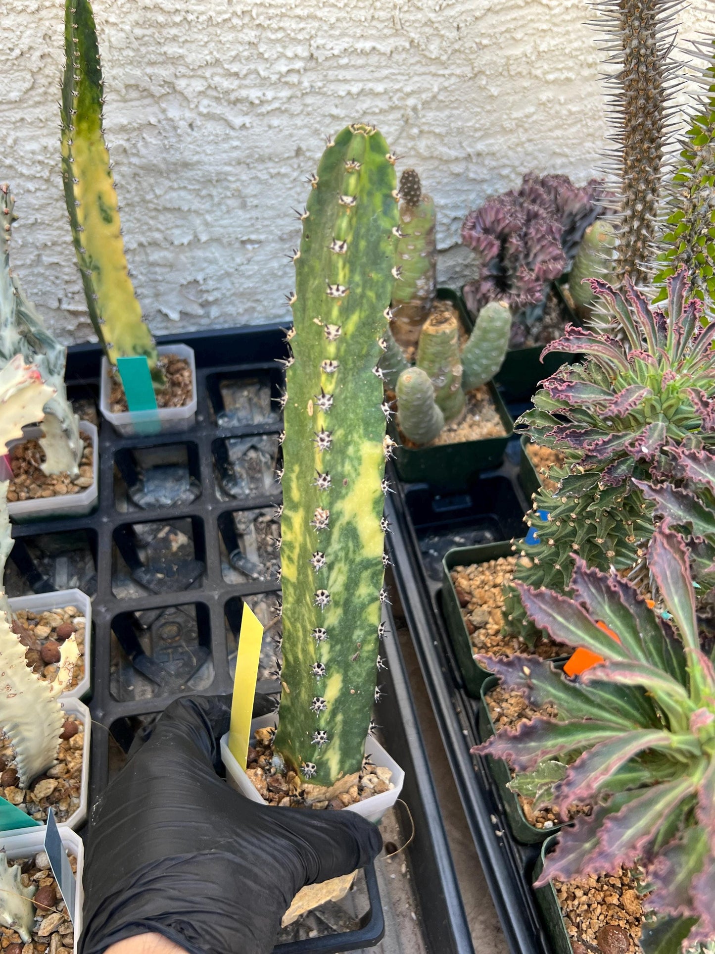 Harrisia Jusbertii Variegated (Yellow)| Imported Cactus