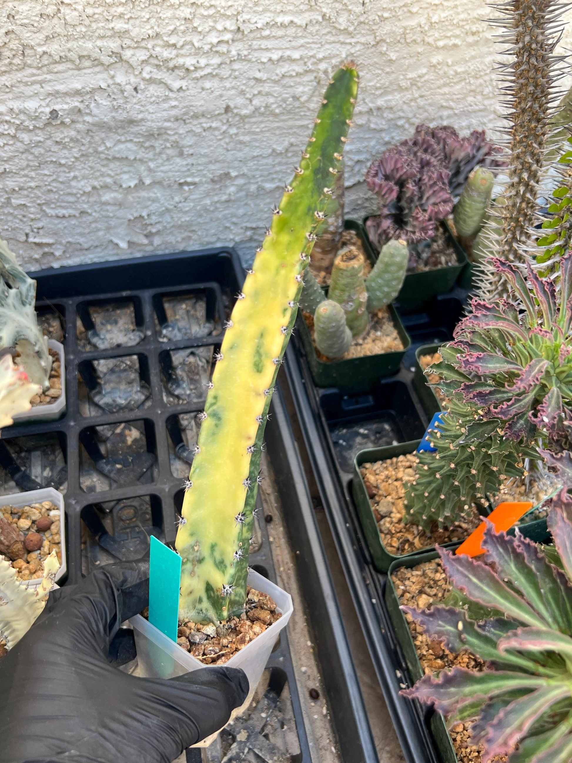 Harrisia Jusbertii Variegated (Green) | Imported Cactus