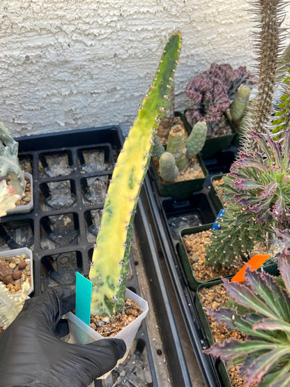 Harrisia Jusbertii Variegated (Green) | Imported Cactus