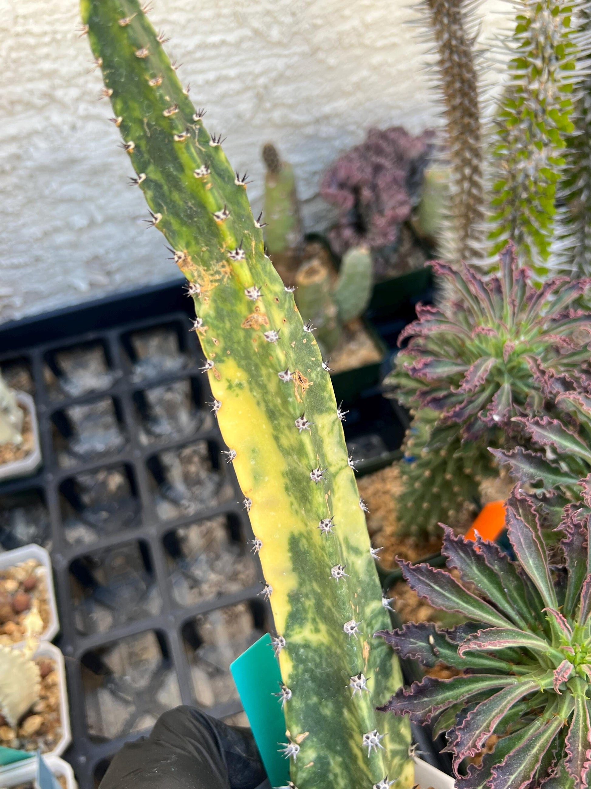 Harrisia Jusbertii Variegated (Green) | Imported Cactus