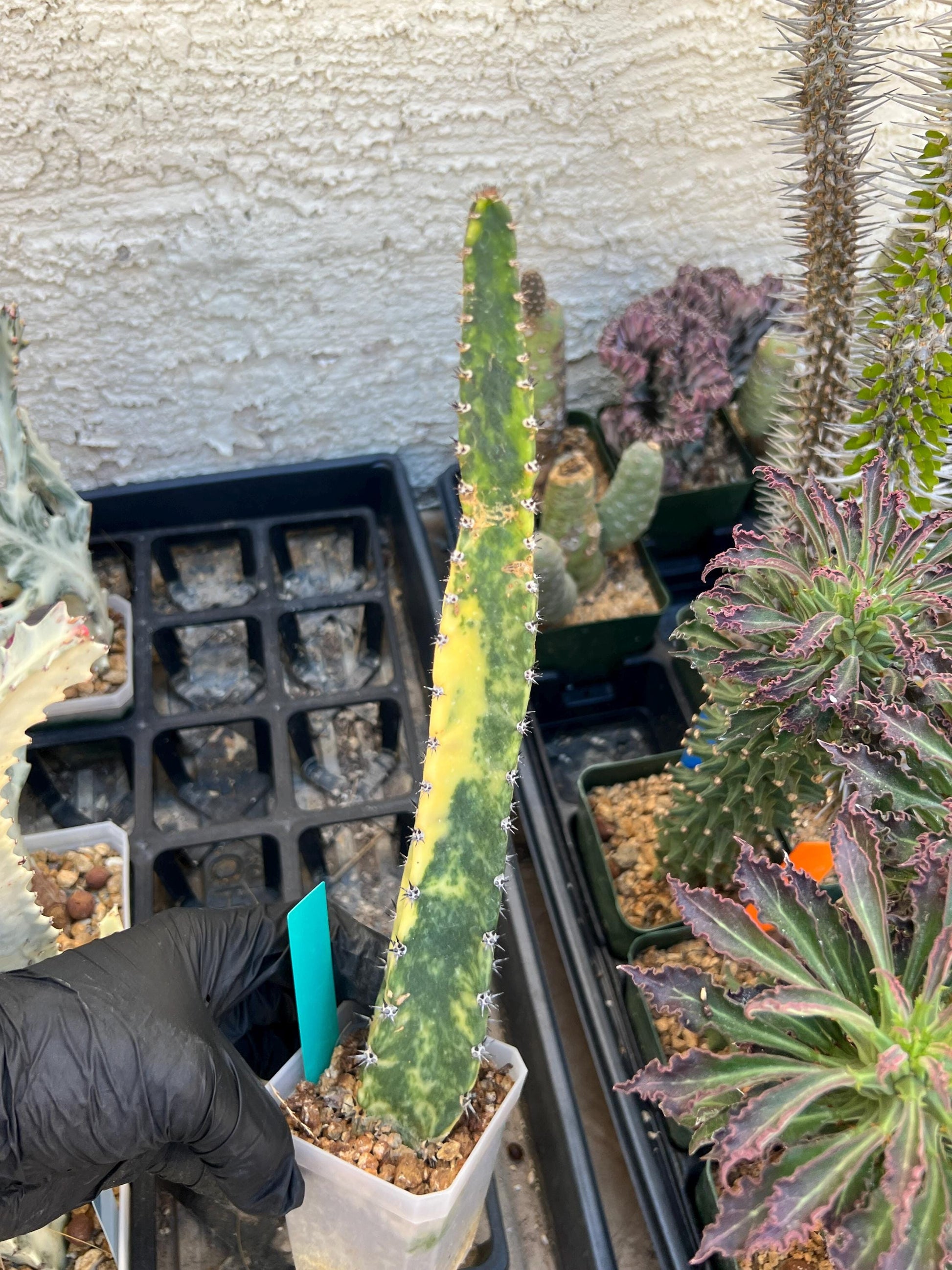 Harrisia Jusbertii Variegated (Green) | Imported Cactus