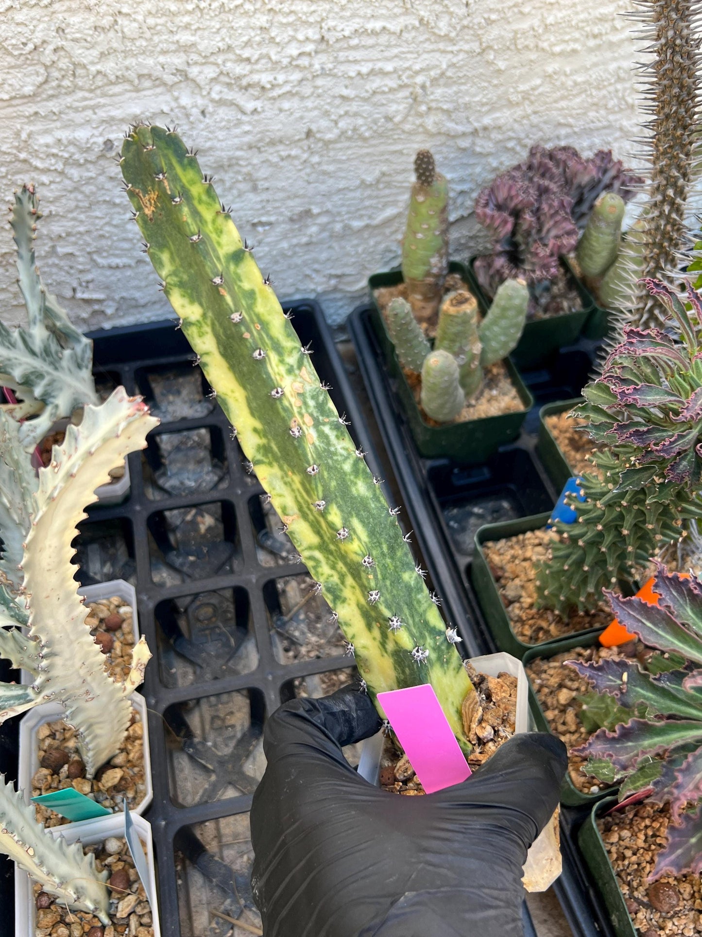 Harrisia Jusbertii Variegated (Pink) | Imported Cactus