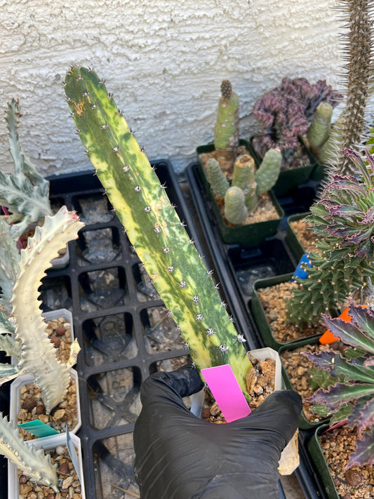 Harrisia Jusbertii Variegated (Pink) | Imported Cactus