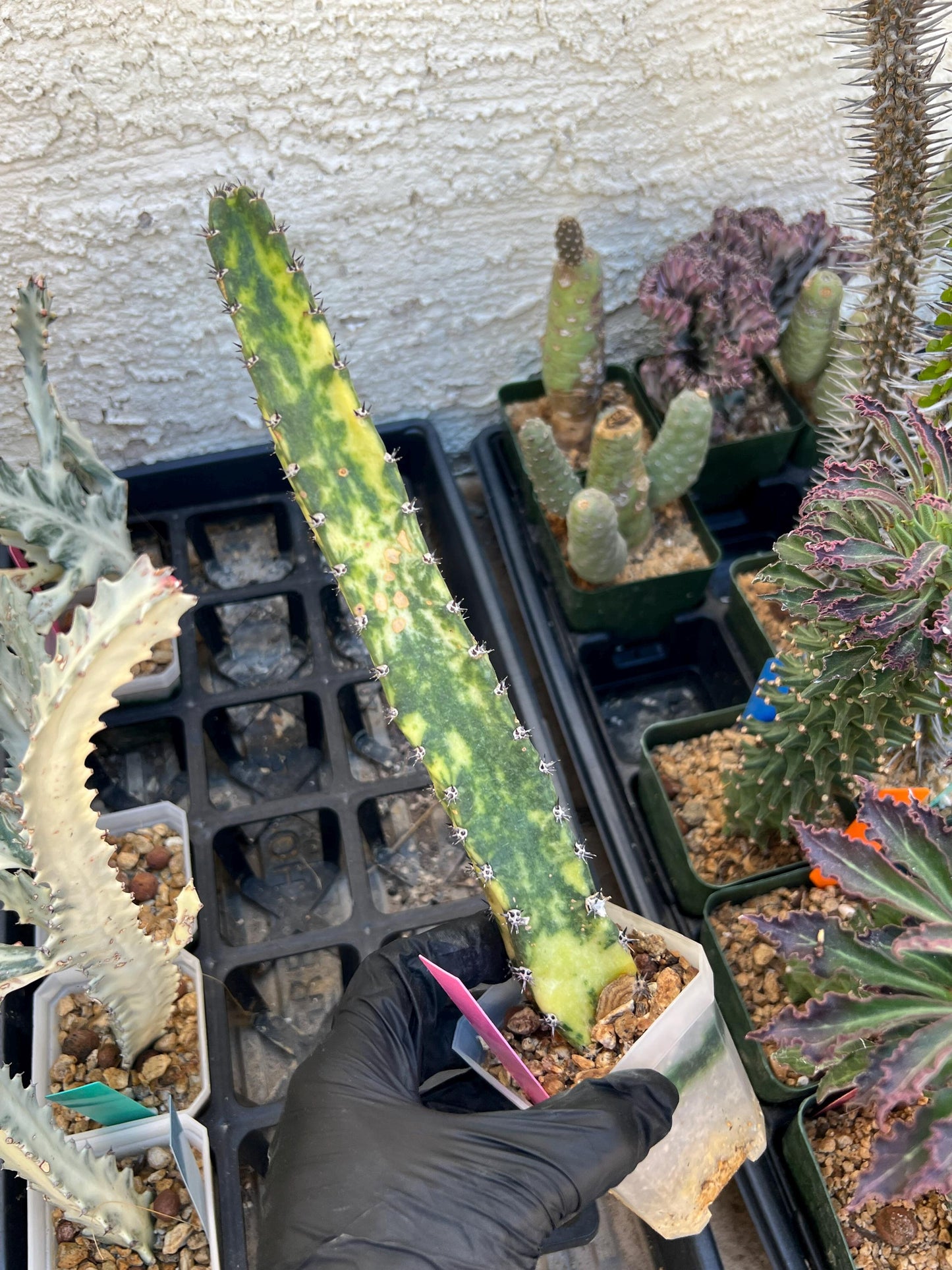 Harrisia Jusbertii Variegated (Pink) | Imported Cactus