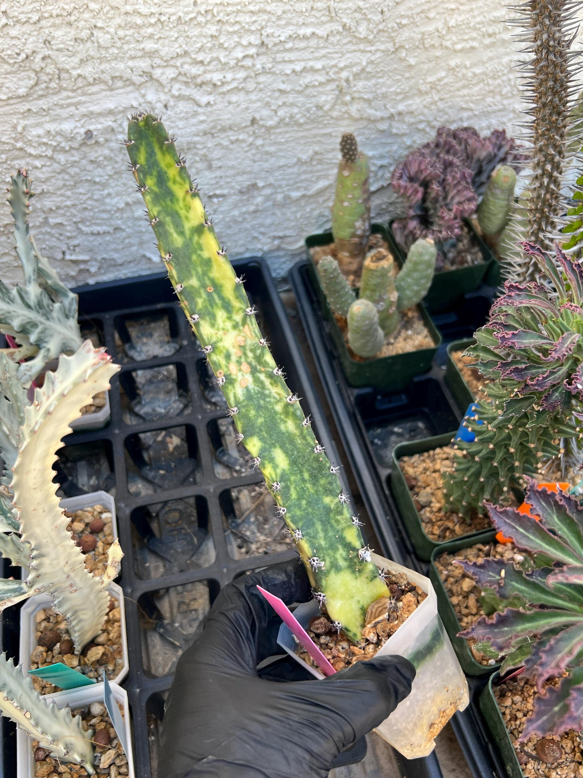Harrisia Jusbertii Variegated (Pink) | Imported Cactus
