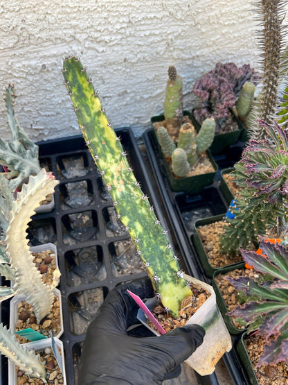 Harrisia Jusbertii Variegated (Pink) | Imported Cactus
