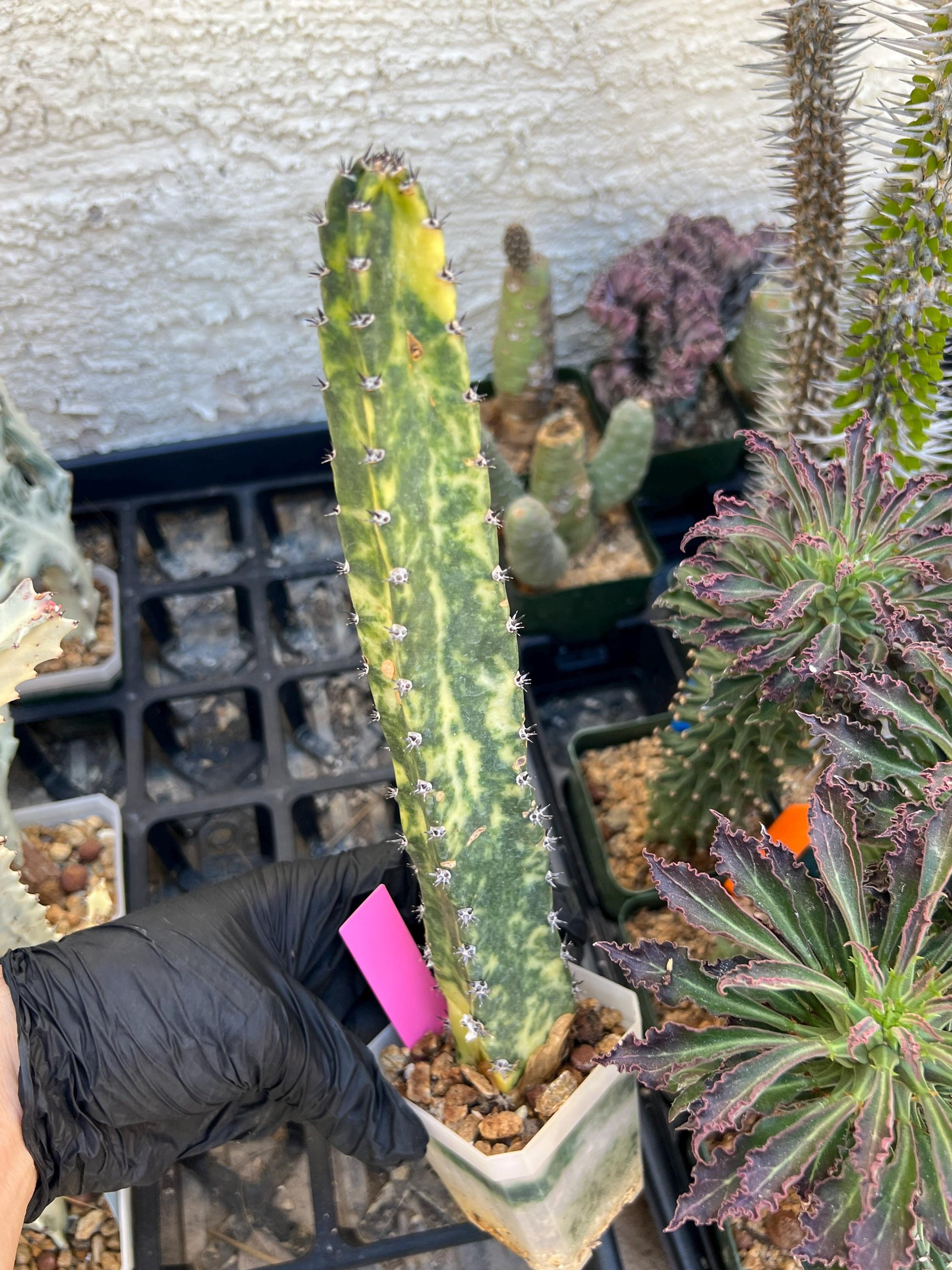 Harrisia Jusbertii Variegated (Pink) | Imported Cactus