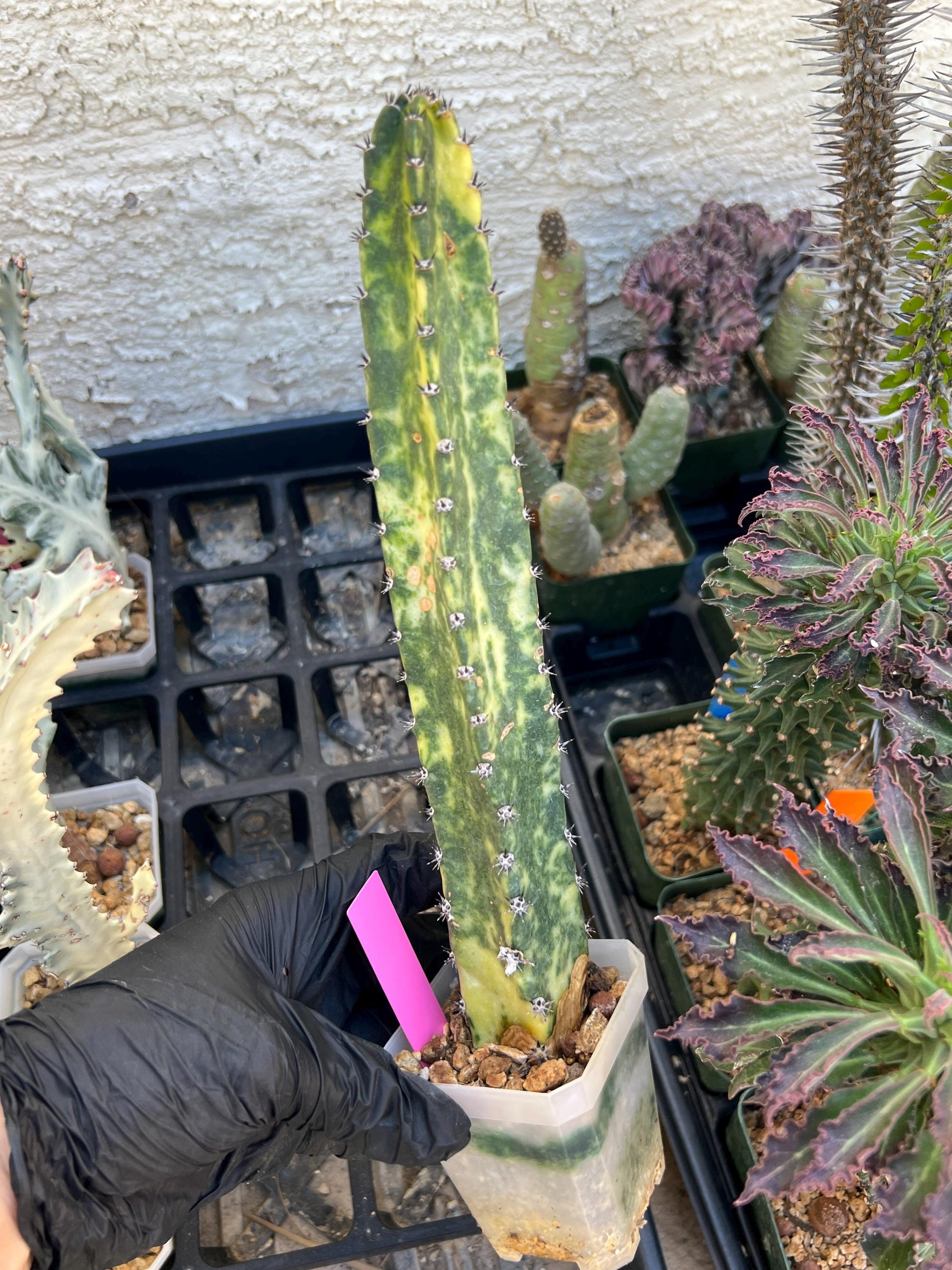 Harrisia Jusbertii Variegated (Pink) | Imported Cactus