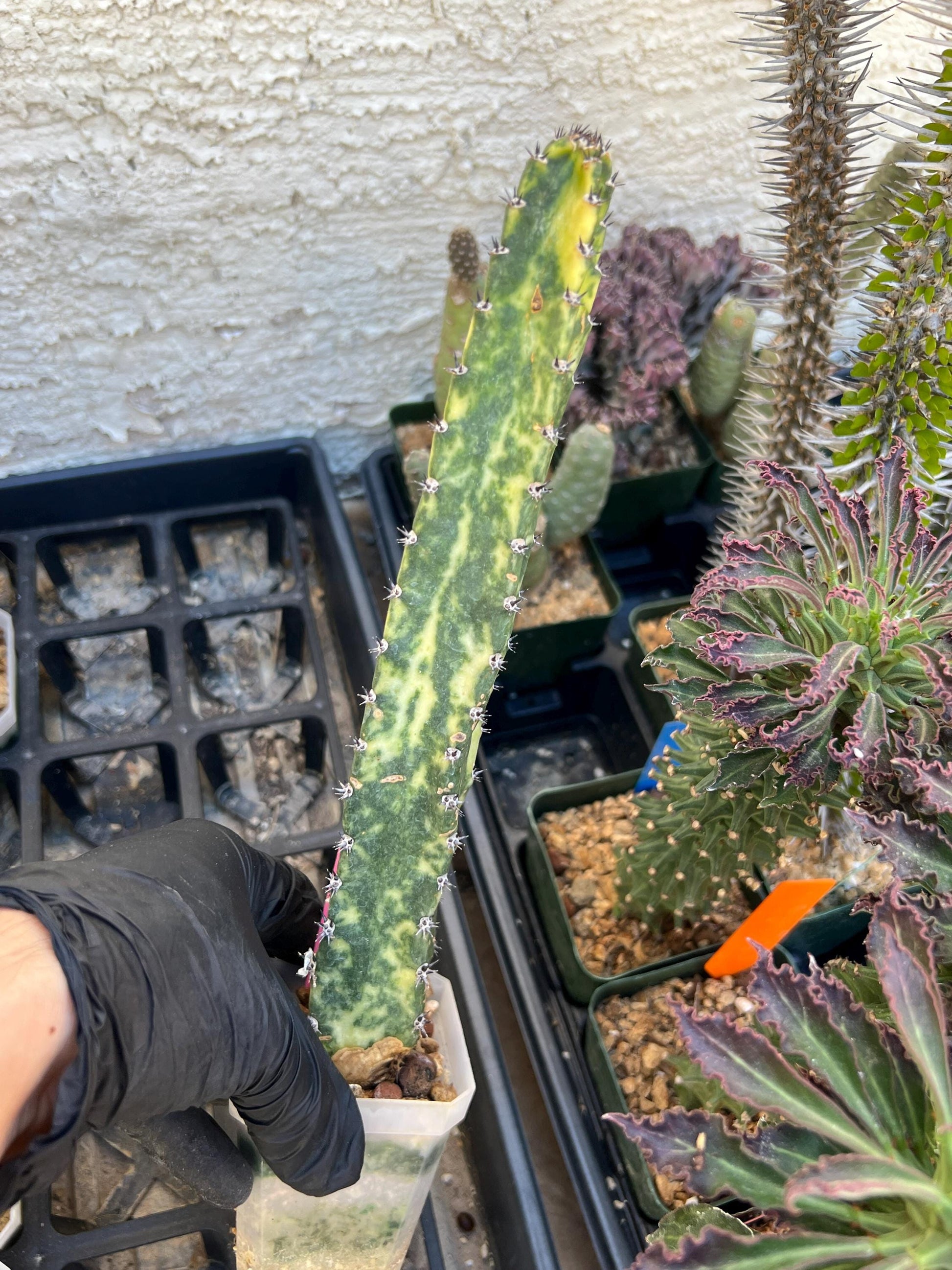 Harrisia Jusbertii Variegated (Pink) | Imported Cactus