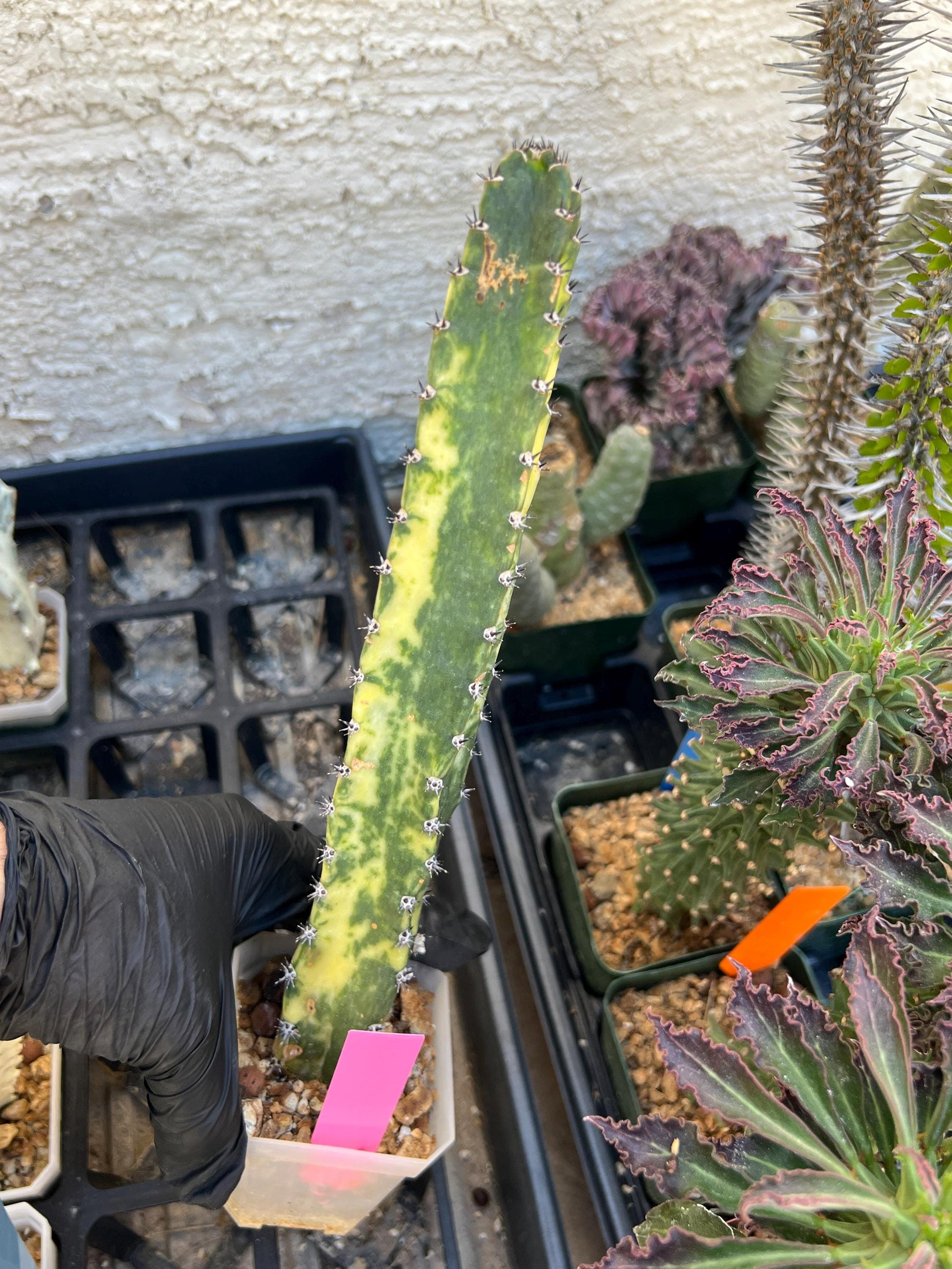 Harrisia Jusbertii Variegated (Pink) | Imported Cactus
