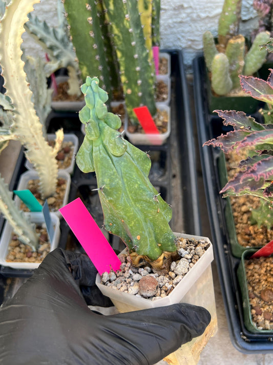Boobie Cactus (Pink) | Myrtillocactus geometrizans