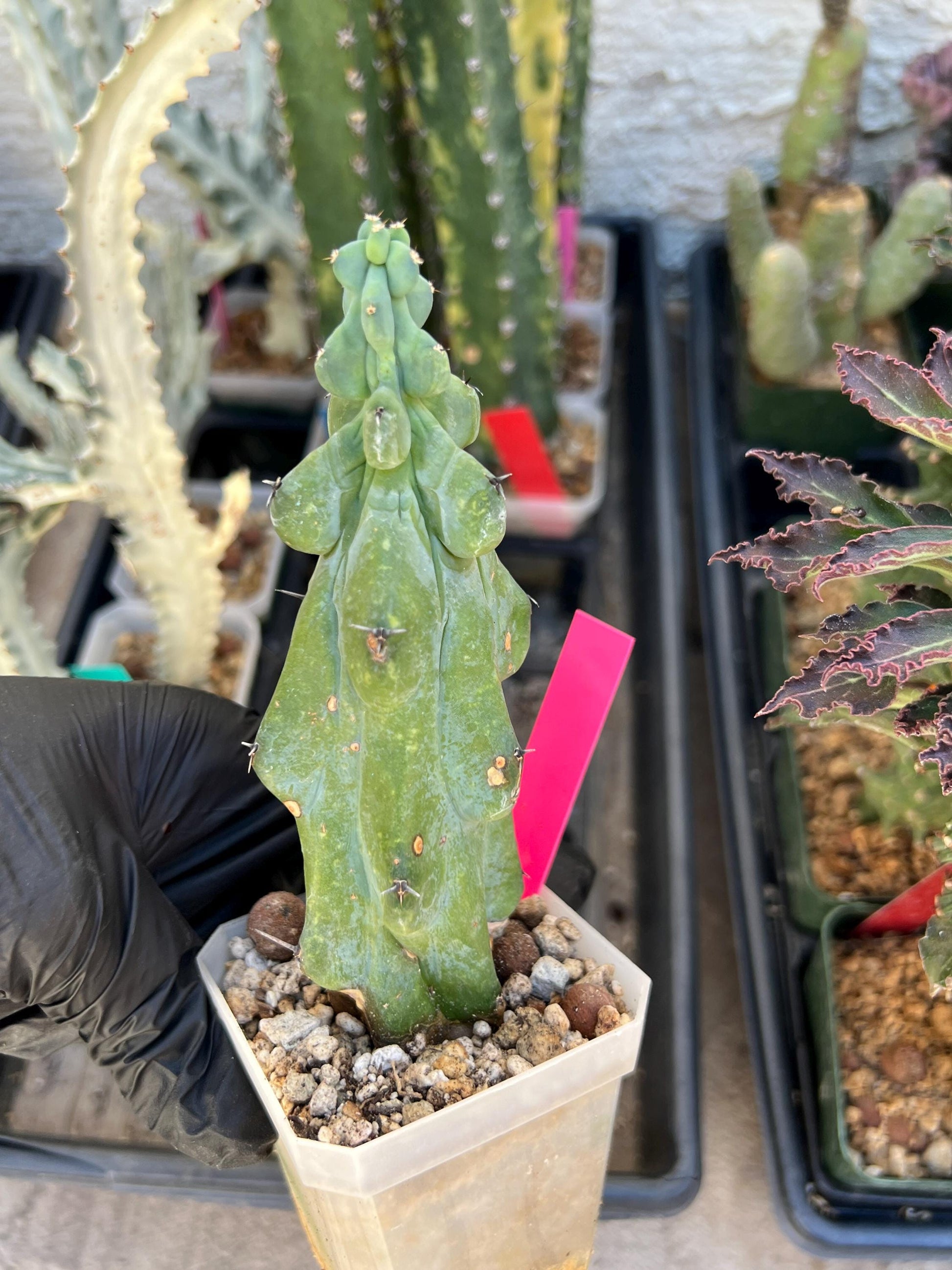 Boobie Cactus (Pink) | Myrtillocactus geometrizans