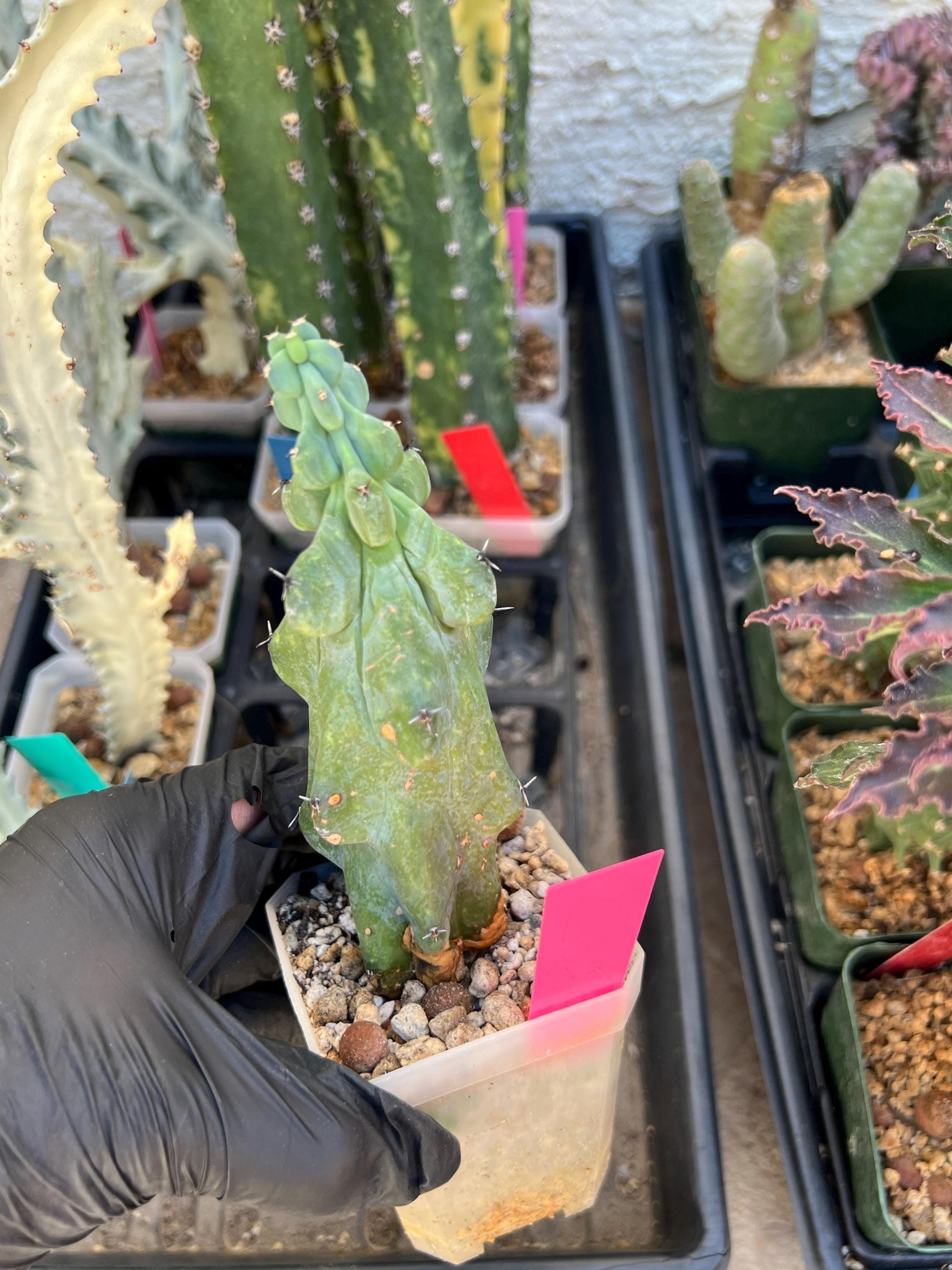 Boobie Cactus (Pink) | Myrtillocactus geometrizans