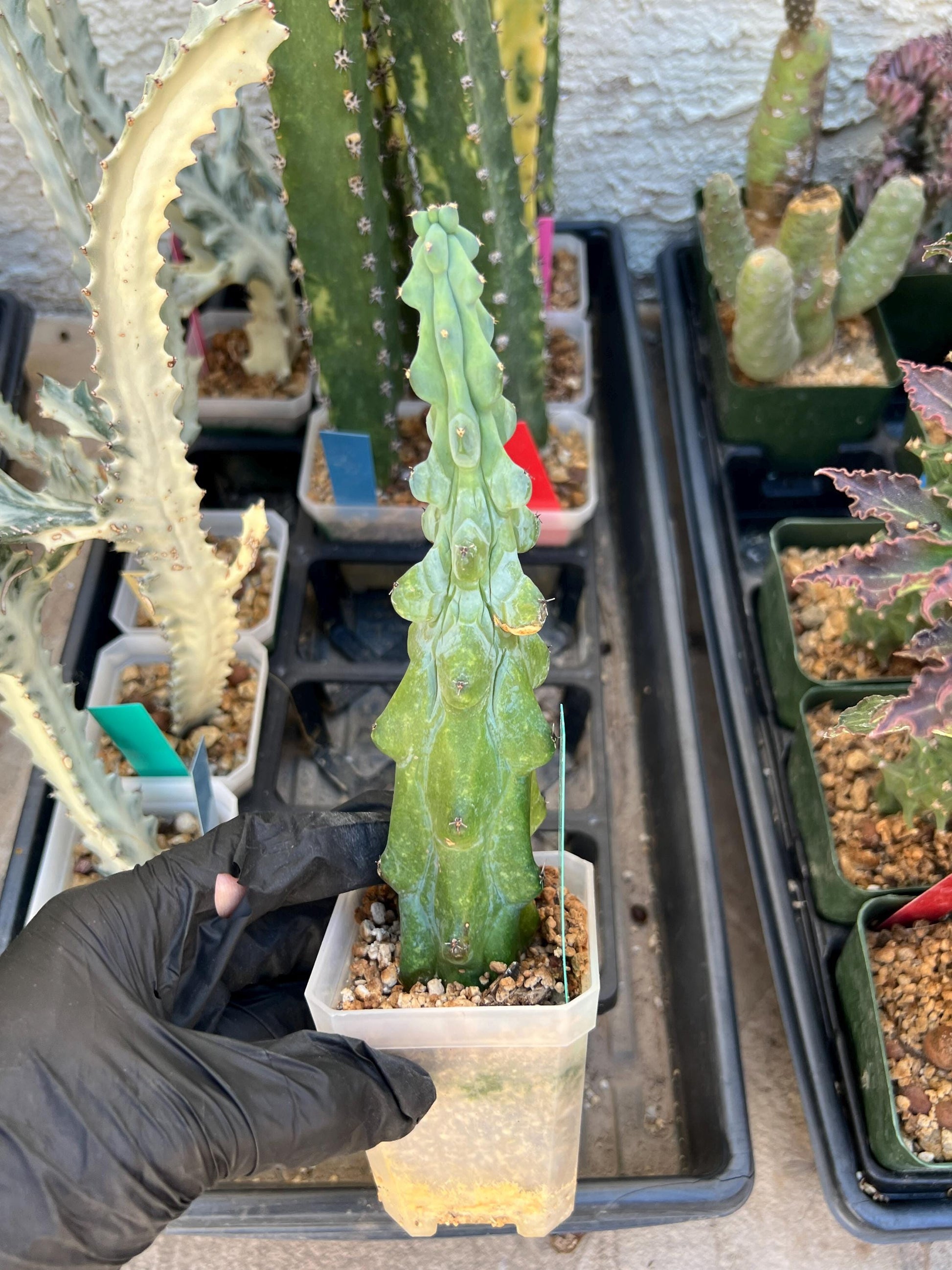 Boobie Cactus (Green) | Myrtillocactus geometrizans