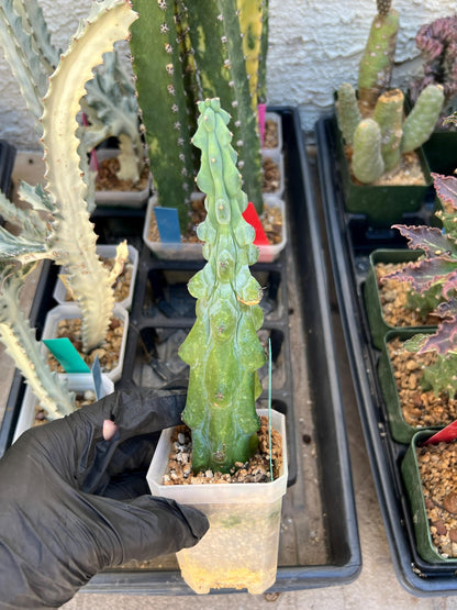 Boobie Cactus (Green) | Myrtillocactus geometrizans
