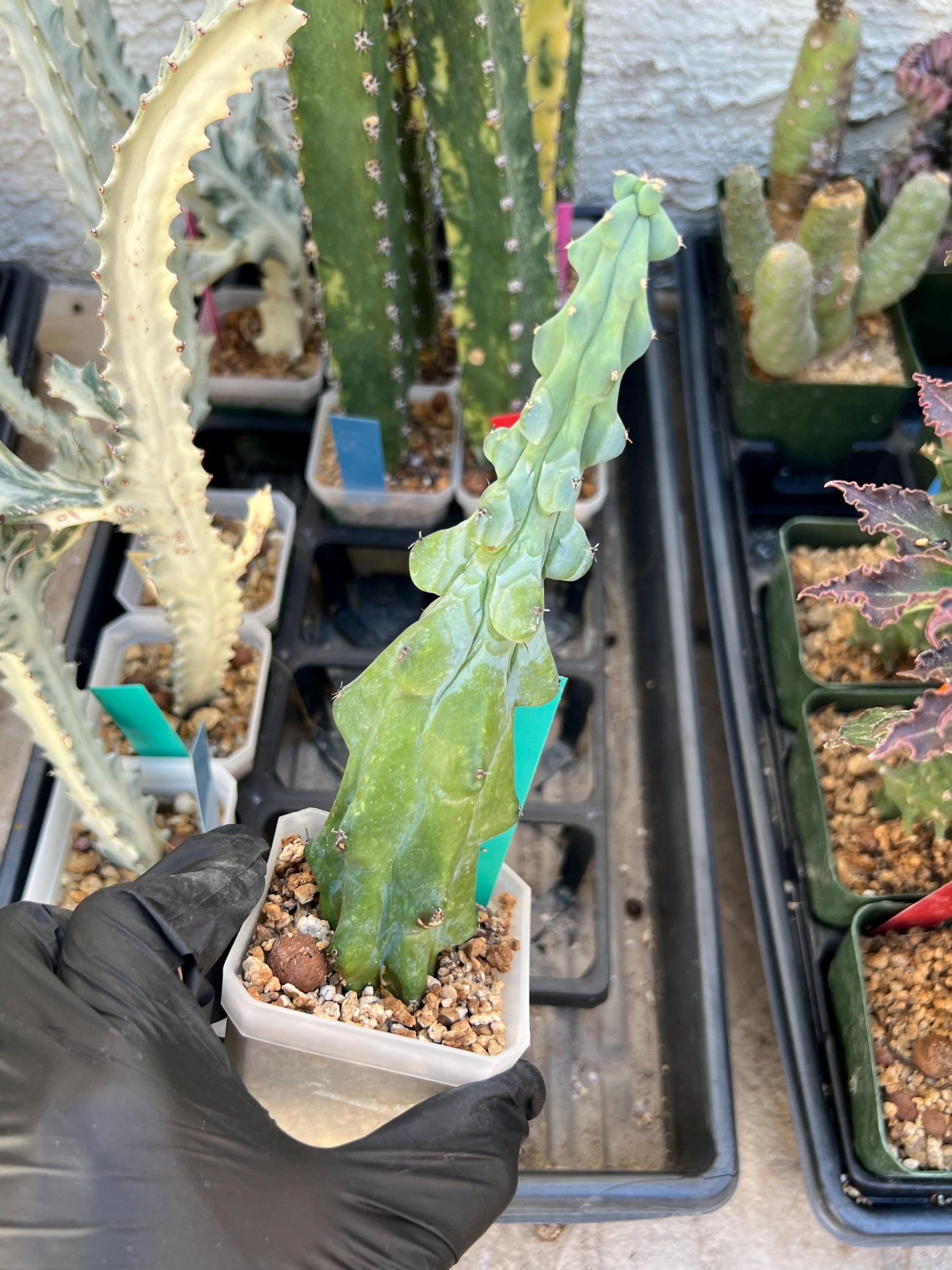 Boobie Cactus (Green) | Myrtillocactus geometrizans
