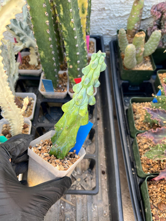 Boobie Cactus (Blue) | Myrtillocactus geometrizans