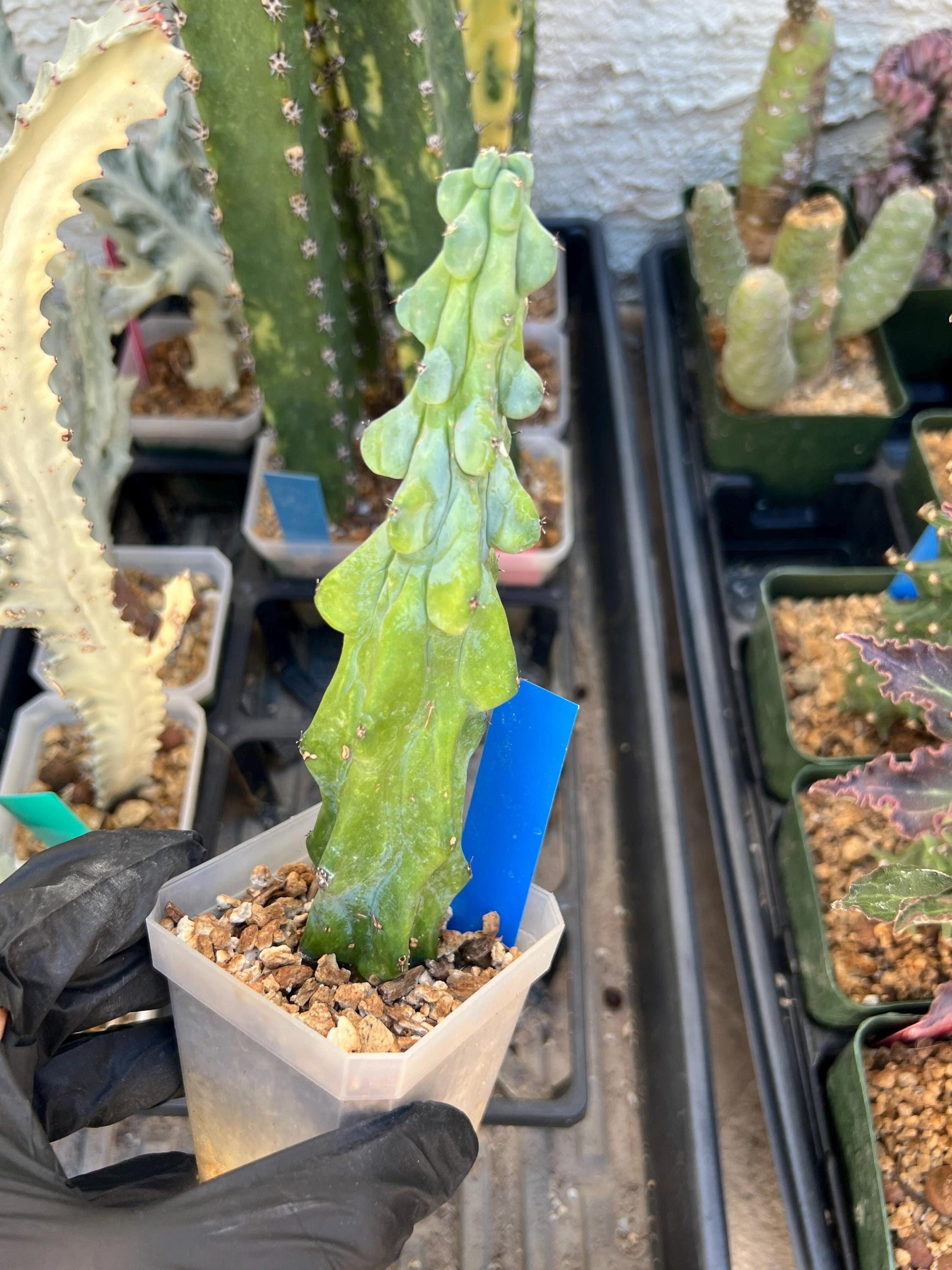Boobie Cactus (Blue) | Myrtillocactus geometrizans