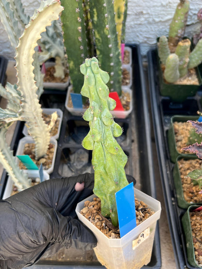 Boobie Cactus (Blue) | Myrtillocactus geometrizans