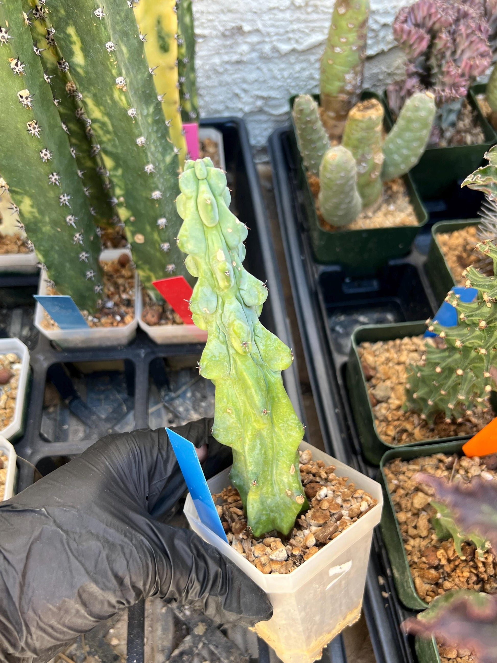 Boobie Cactus (Blue) | Myrtillocactus geometrizans