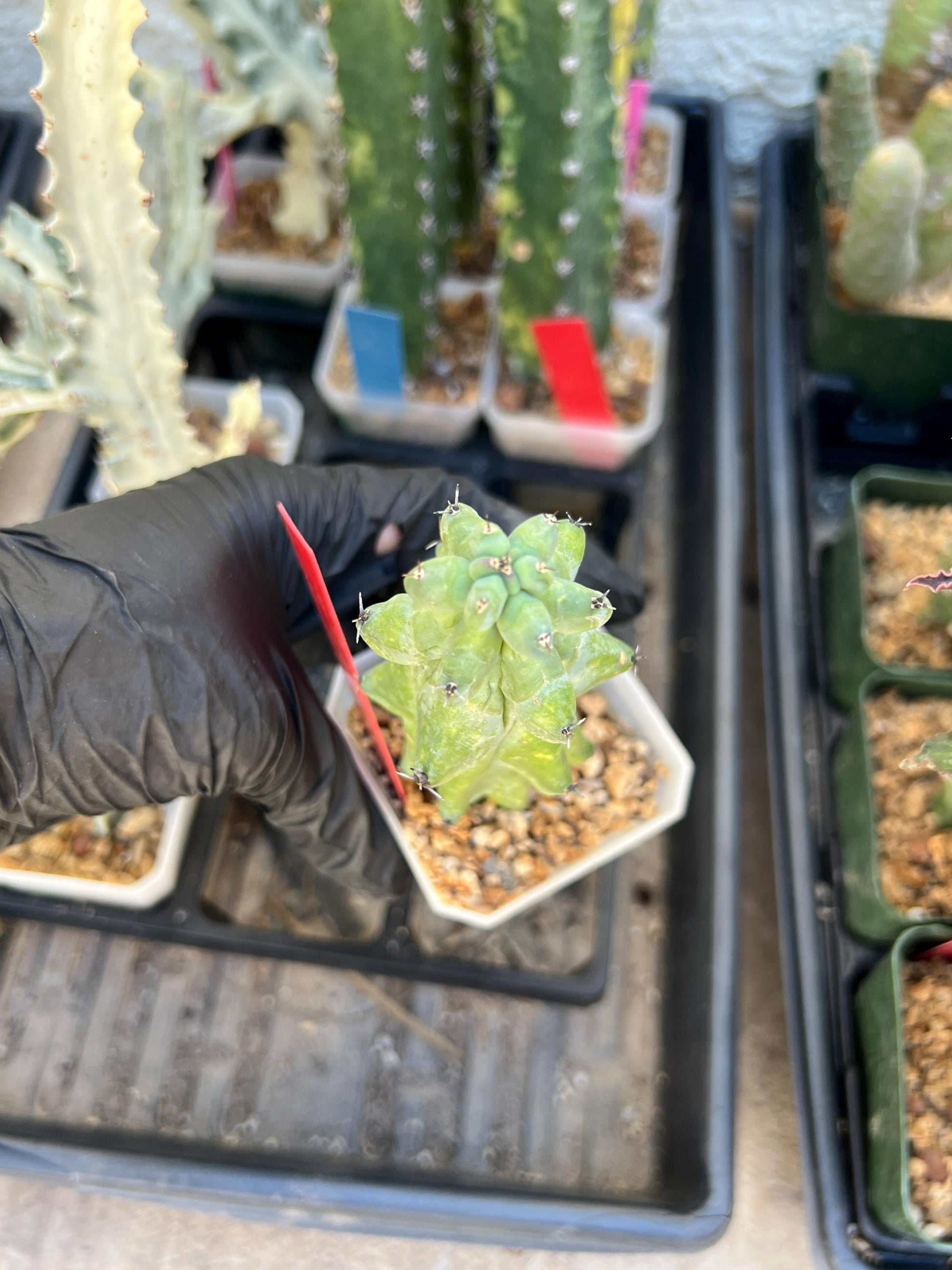 Boobie Cactus (Red) | Myrtillocactus geometrizans