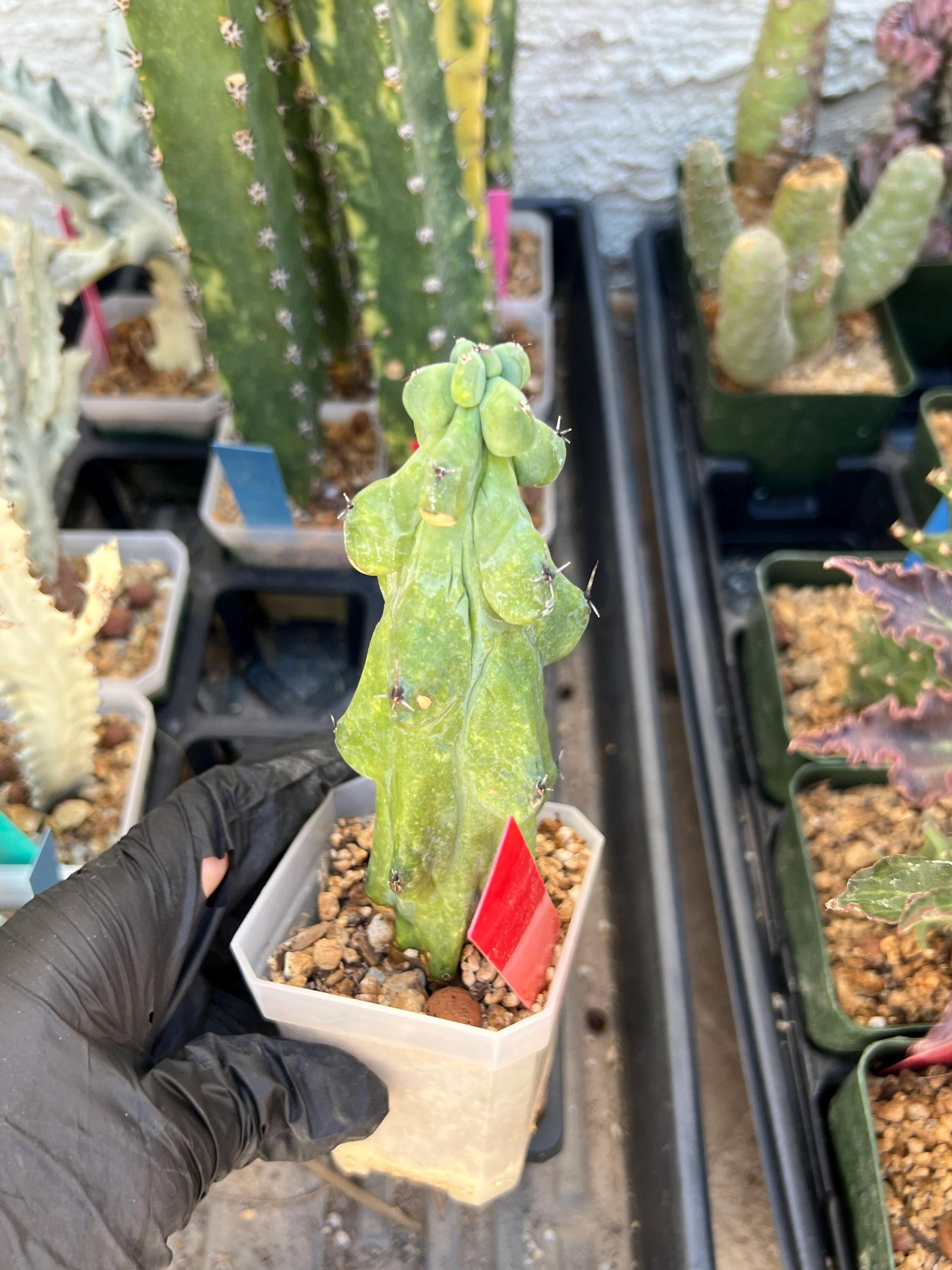 Boobie Cactus (Red) | Myrtillocactus geometrizans