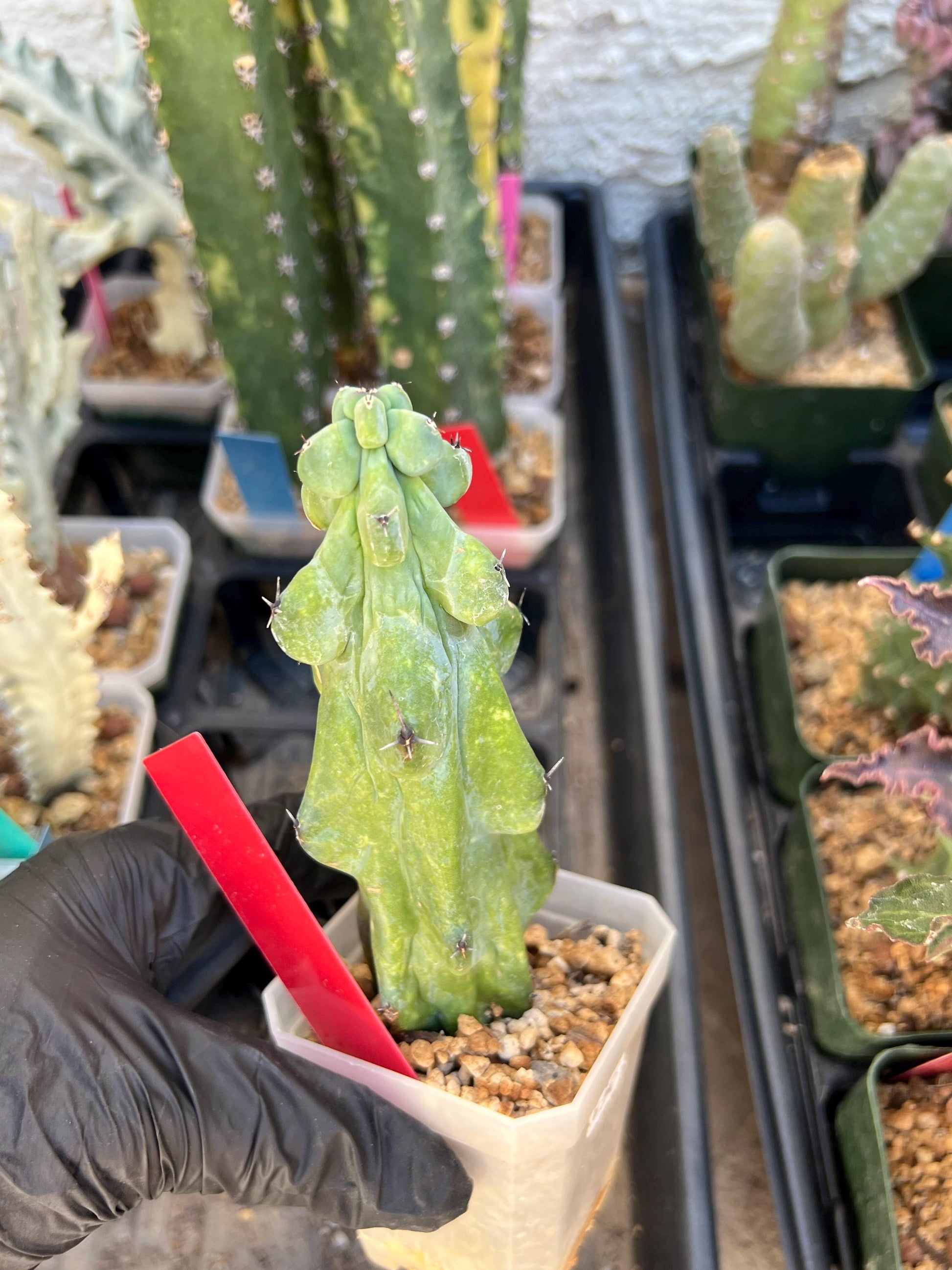 Boobie Cactus (Red) | Myrtillocactus geometrizans