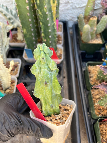 Boobie Cactus (Red) | Myrtillocactus geometrizans