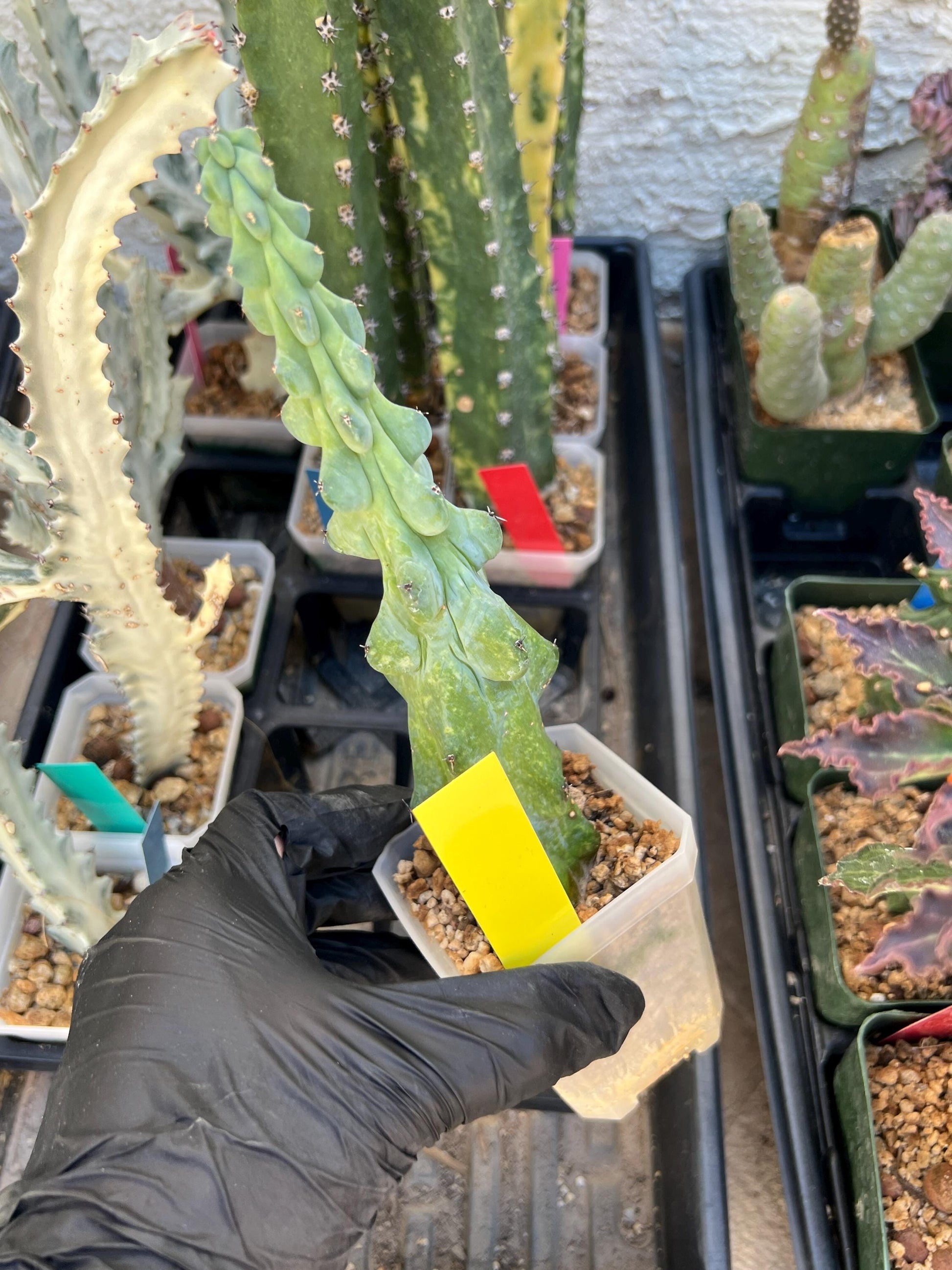 Boobie Cactus (SMYellow) | Myrtillocactus geometrizans