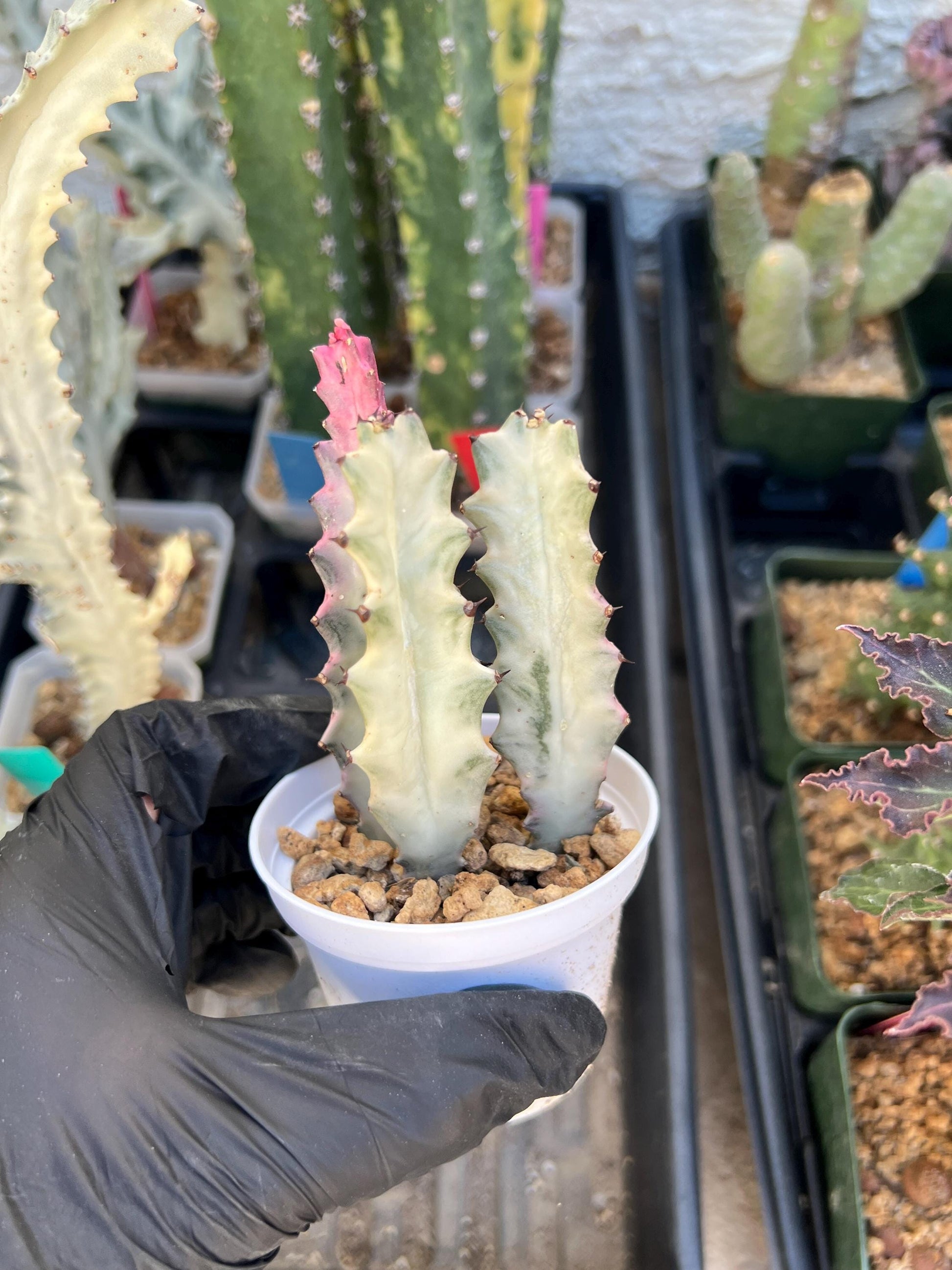 Ghost Cactus White Variegated | 1 Pot