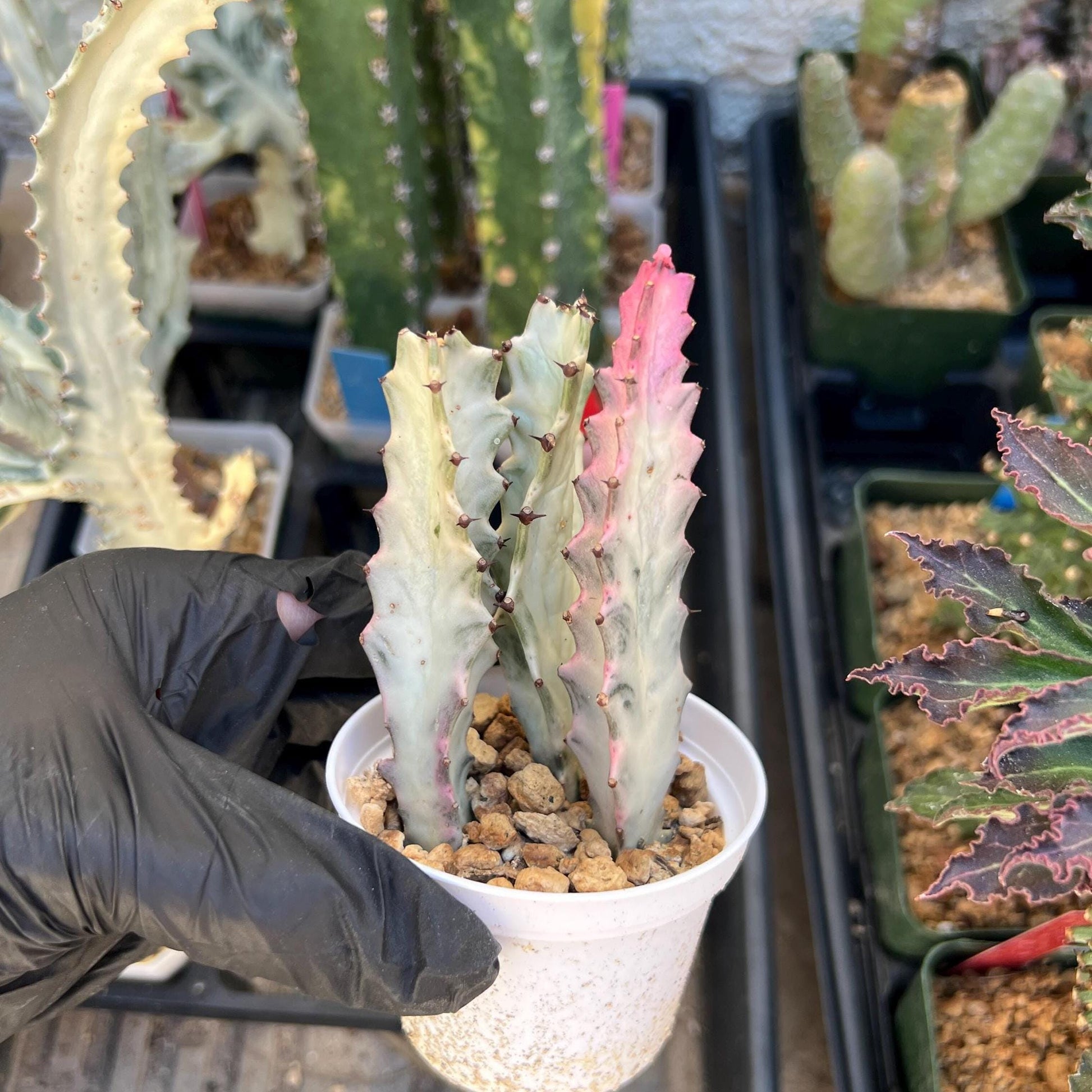 Ghost Cactus White Variegated | 1 Pot