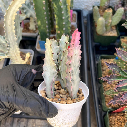 Ghost Cactus White Variegated | 1 Pot