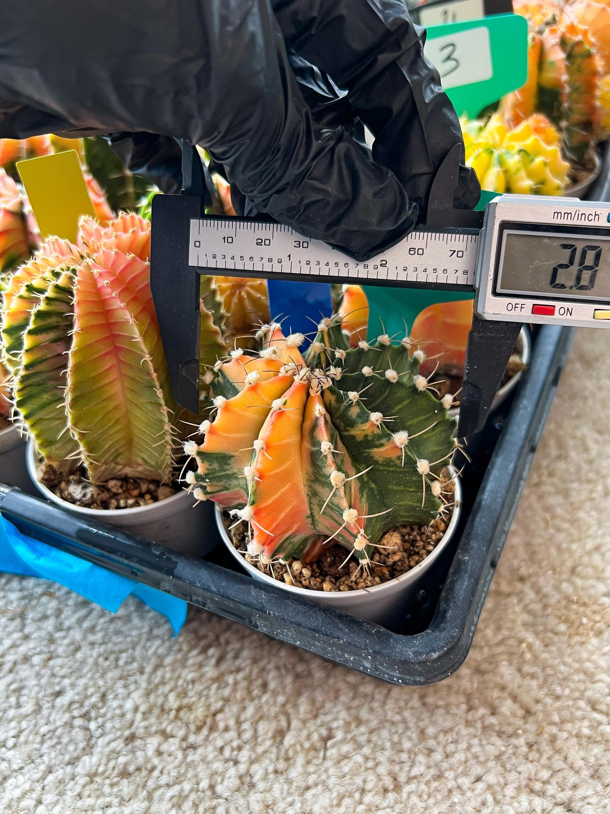 Gymnocalycium Mihanovichii Var (#G1) (B1) | Rare sucuclent