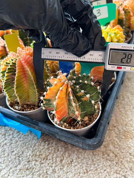 Gymnocalycium Mihanovichii Var (#G1) (B1) | Rare sucuclent