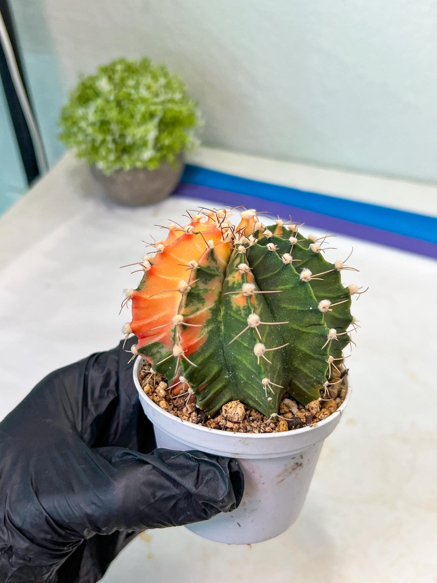 Gymnocalycium Mihanovichii Var (#G1) (B1) | Rare sucuclent