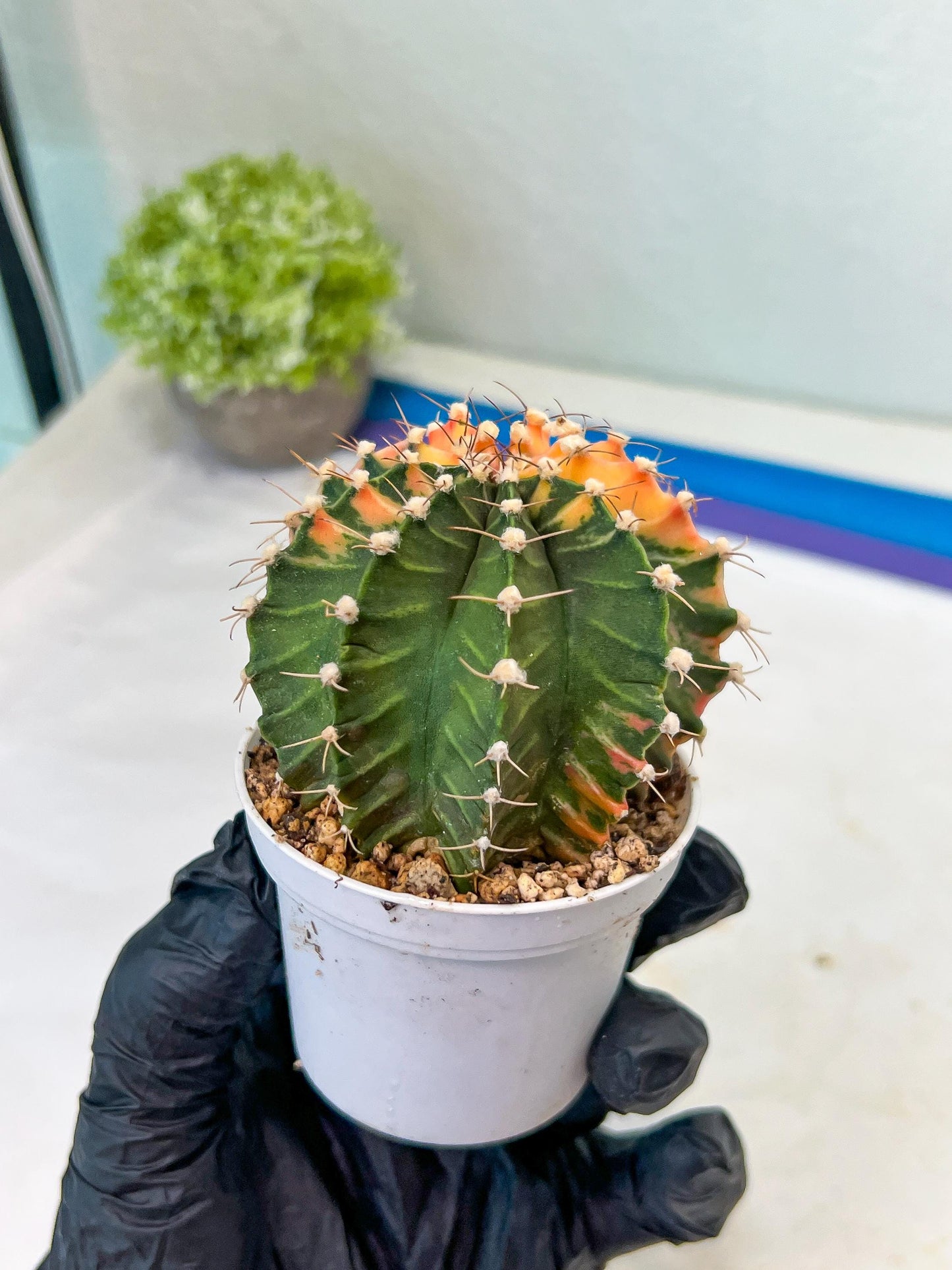 Gymnocalycium Mihanovichii Var (#G1) (B1) | Rare sucuclent