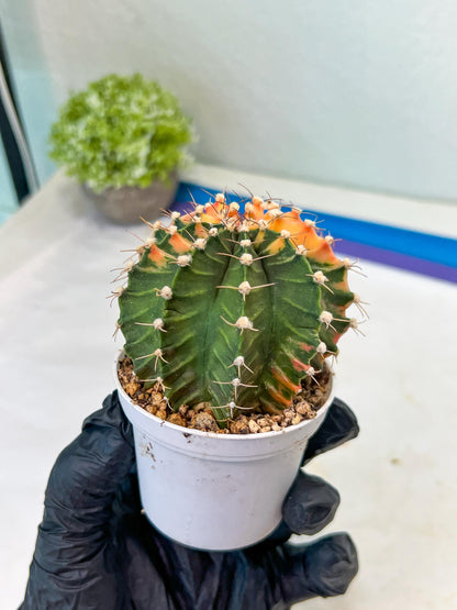 Gymnocalycium Mihanovichii Var (#G1) (B1) | Rare sucuclent