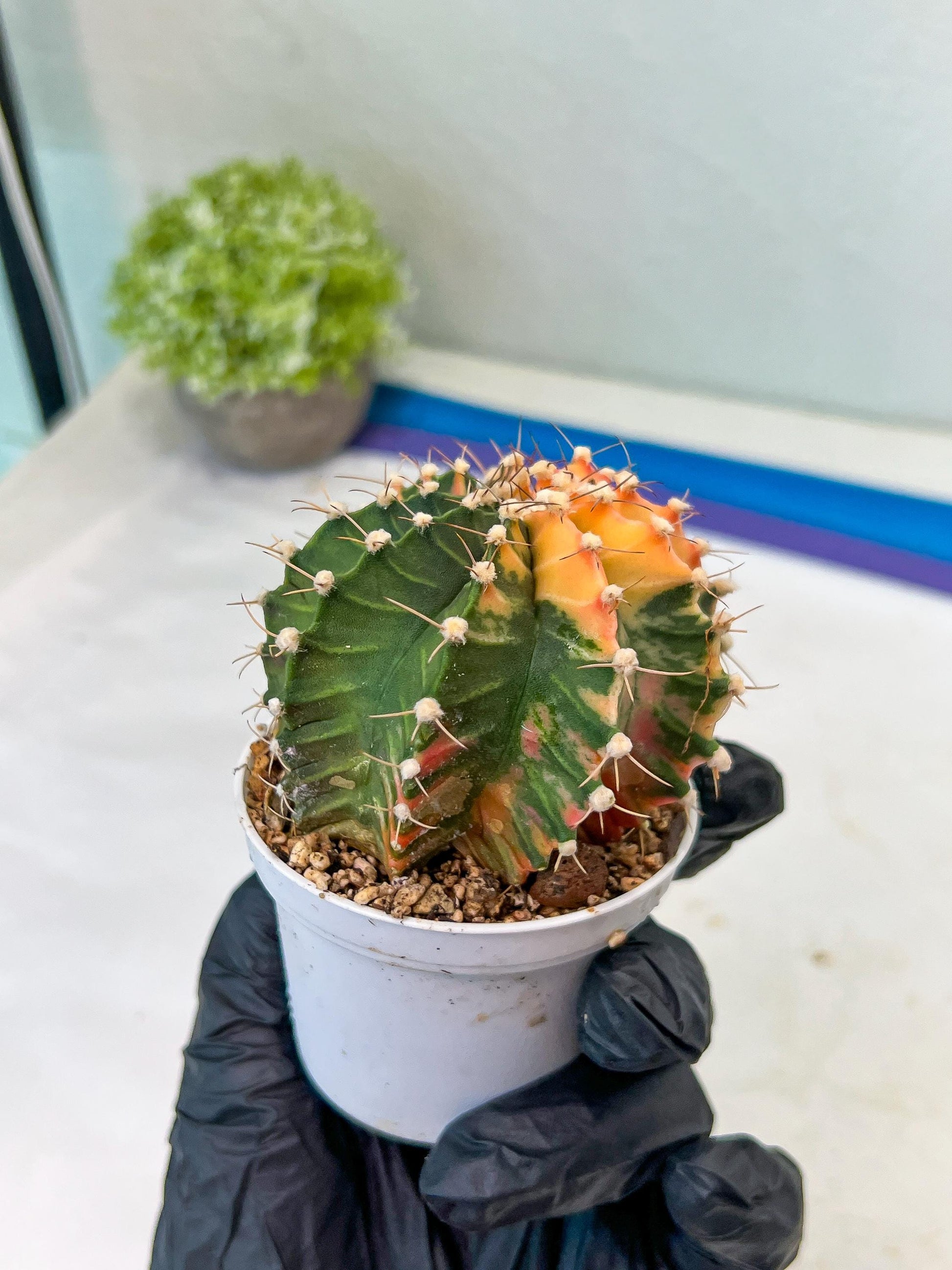 Gymnocalycium Mihanovichii Var (#G1) (B1) | Rare sucuclent