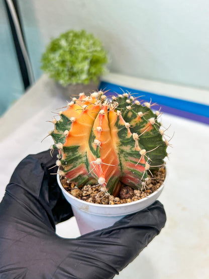 Gymnocalycium Mihanovichii Var (#G1) (B1) | Rare sucuclent