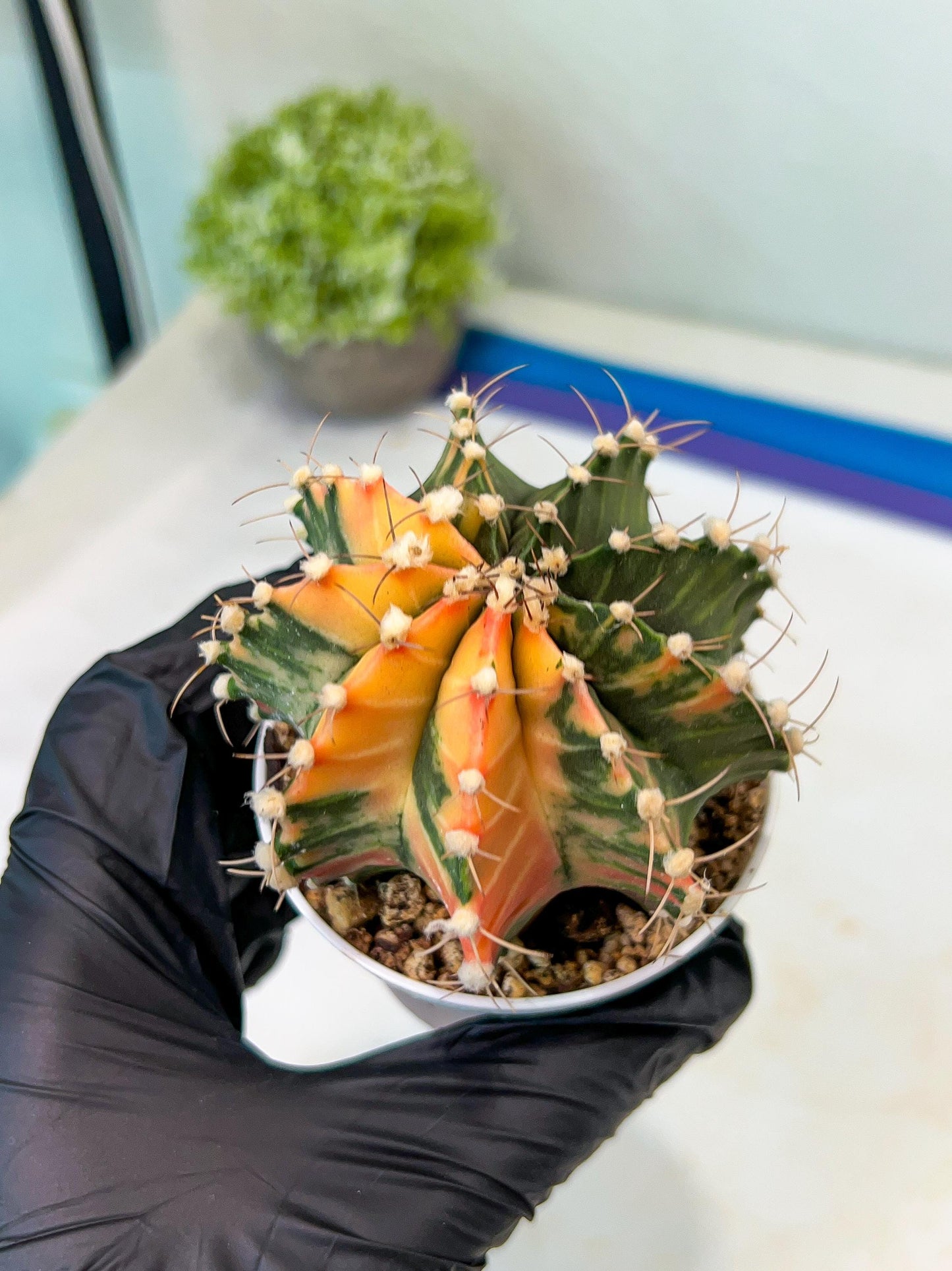 Gymnocalycium Mihanovichii Var (#G1) (B1) | Rare sucuclent