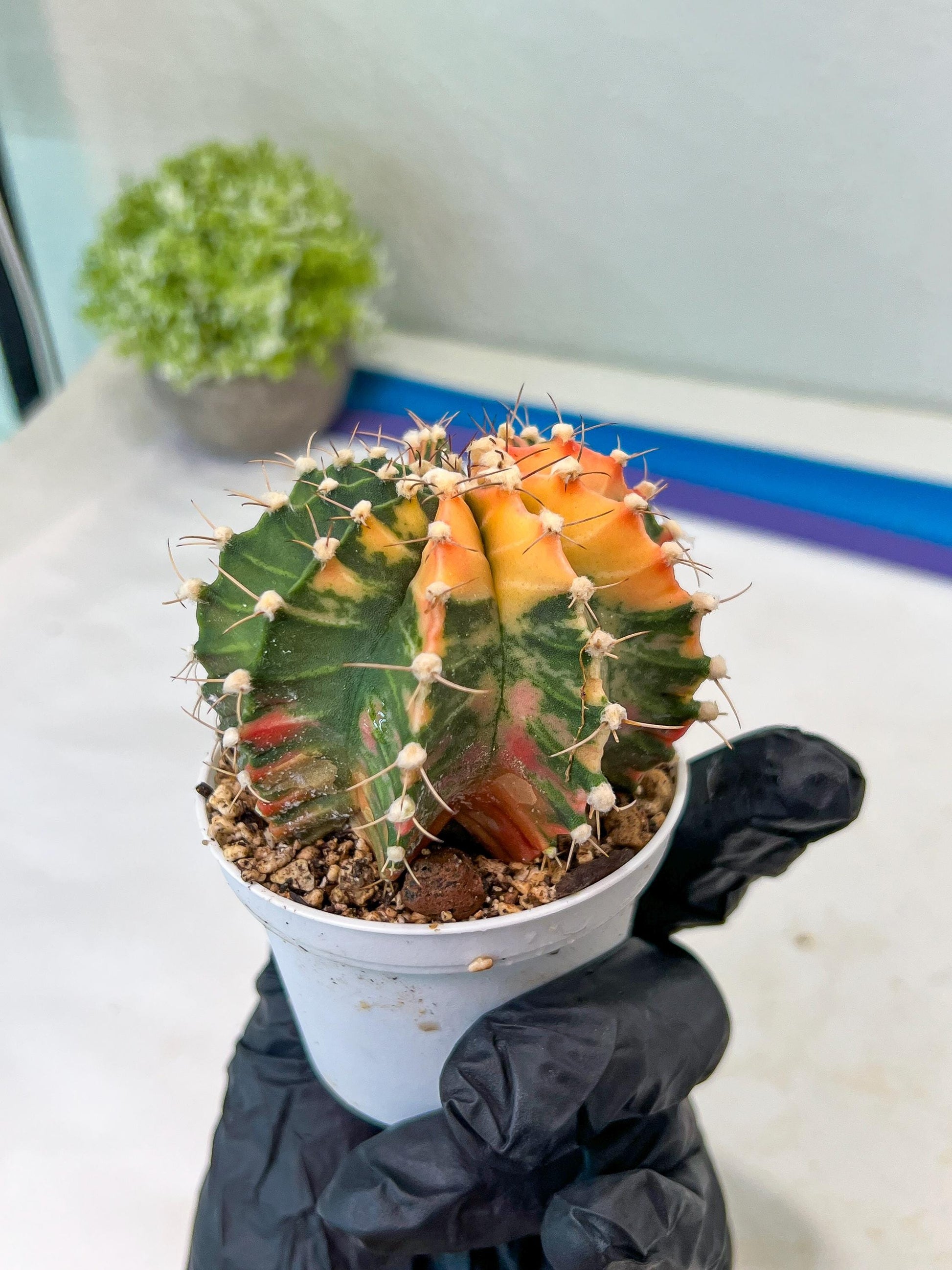 Gymnocalycium Mihanovichii Var (#G1) (B1) | Rare sucuclent