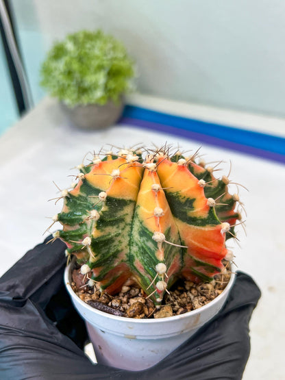 Gymnocalycium Mihanovichii Var (#G1) (B1) | Rare sucuclent